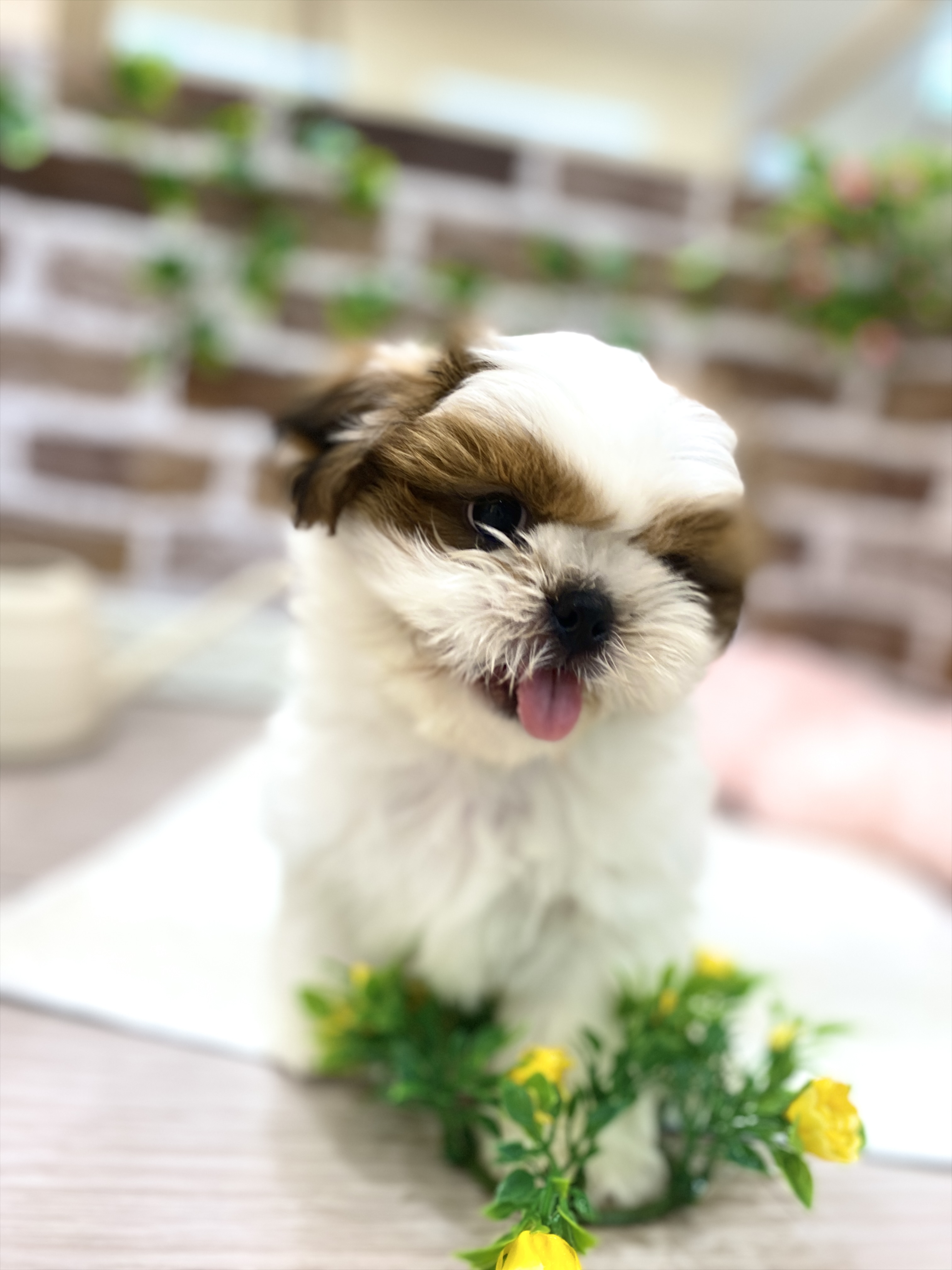 三重県のシーズー (犬の家＆猫の里三重桑名店/2026年1月27日生まれ/男の子/ホワイトゴールド)の子犬の2枚目の画像