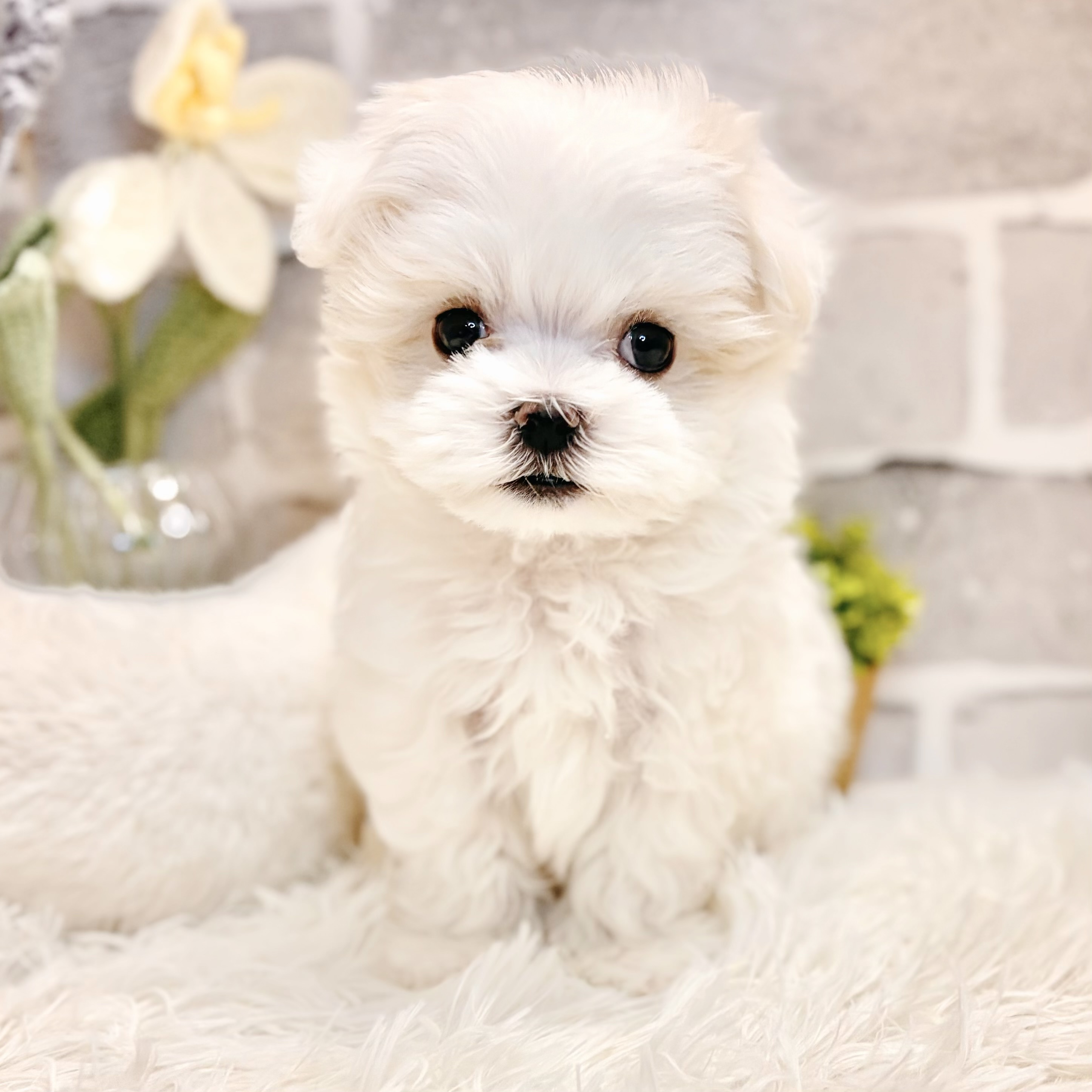 兵庫県のマルチーズ (犬の家＆猫の里神戸店/2026年3月8日生まれ/男の子/ホワイト)の子犬の1枚目の画像