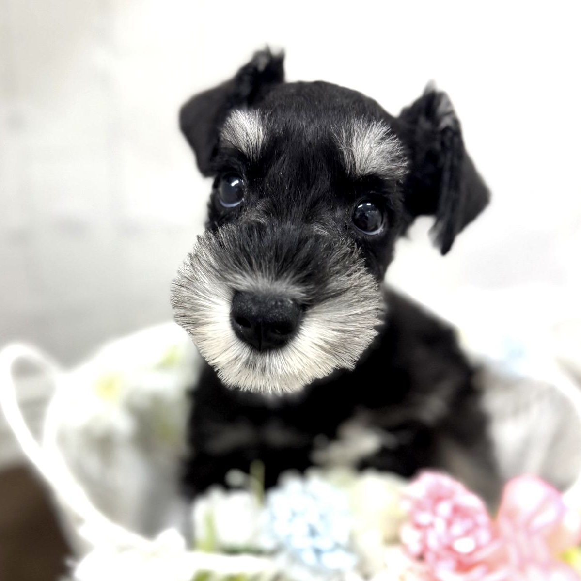 石川県のミニチュアシュナウザー (犬の家＆猫の里アミーゴ金沢有松店/2026年2月7日生まれ/男の子/ブラックシルバー)の子犬の2枚目の画像