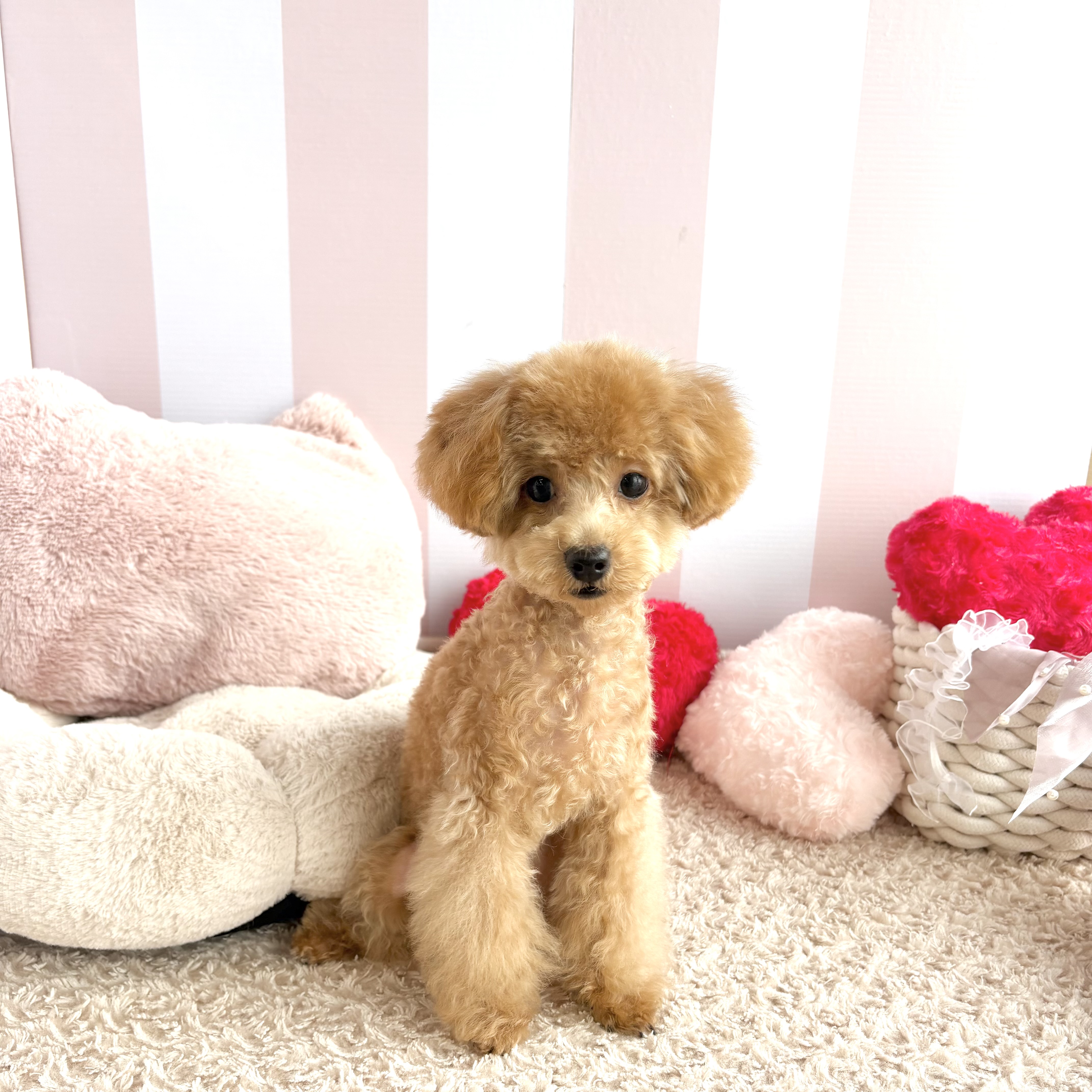 岡山県のトイプードル(トイ) (犬の家＆猫の里倉敷中庄店/2026年6月5日生まれ/女の子/オレンジフォーン)の子犬の1枚目の画像