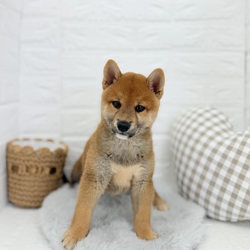愛知県の柴犬(標準サイズ) (犬の家＆猫の里豊川インター店/2025年7月6日生まれ/男の子/赤)の子犬の1枚目の画像
