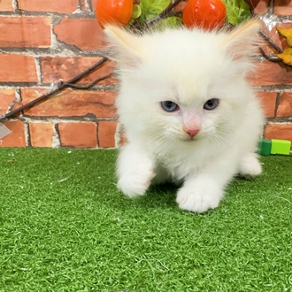 神奈川県のラグドール (犬の家＆猫の里小田原店/2025年9月23日生まれ/男の子/レッドポイント)の子猫の2枚目の画像