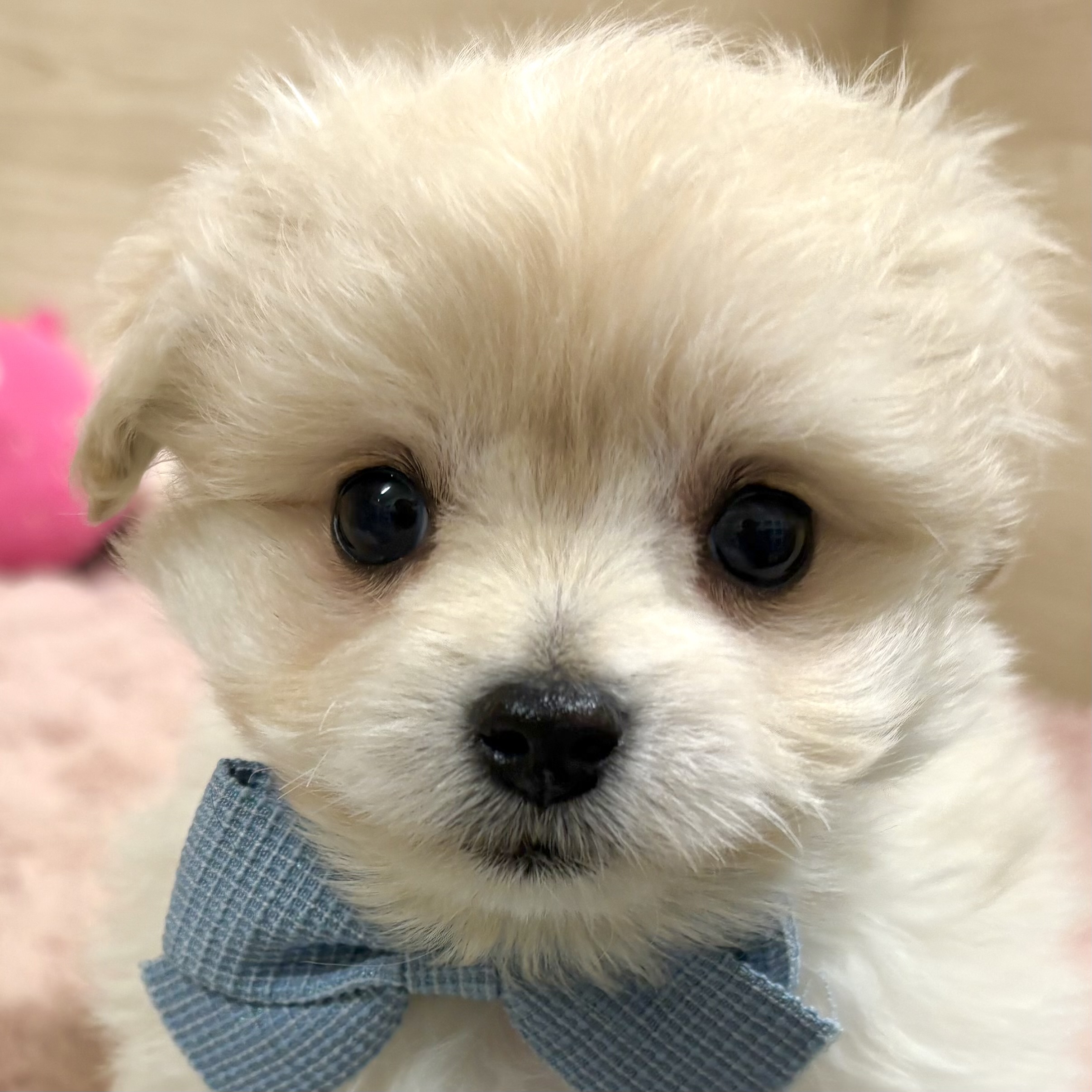 大阪府のポメプー(ポメラニアン×プードル) (犬の家＆猫の里そよら東岸和田店/2026年3月1日生まれ/男の子/クリーム)の子犬の1枚目の画像