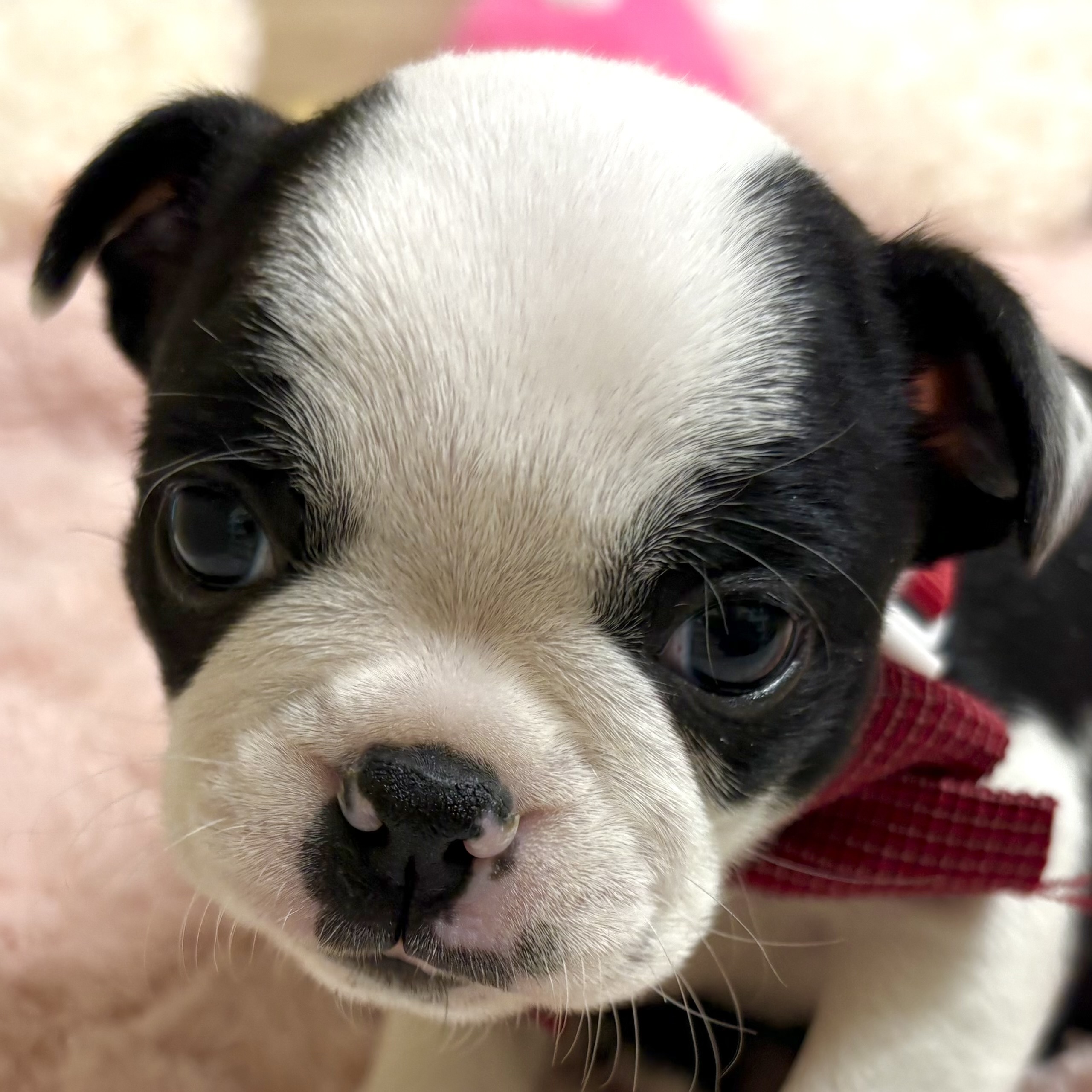 大阪府のボストンテリア (犬の家＆猫の里そよら東岸和田店/2026年3月1日生まれ/女の子/ボストンカラー)の子犬の1枚目の画像