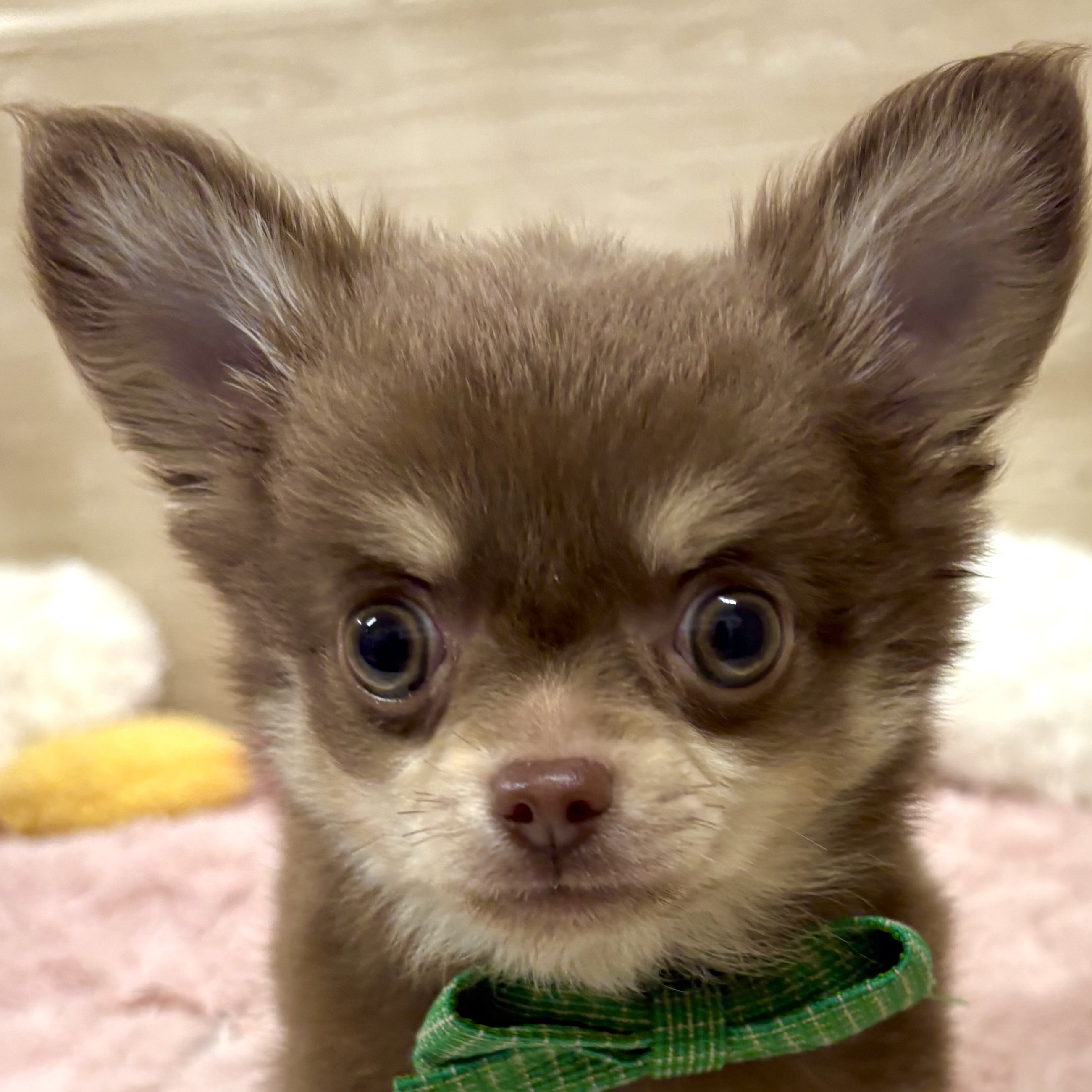 チワワ（ロング）男の子の写真