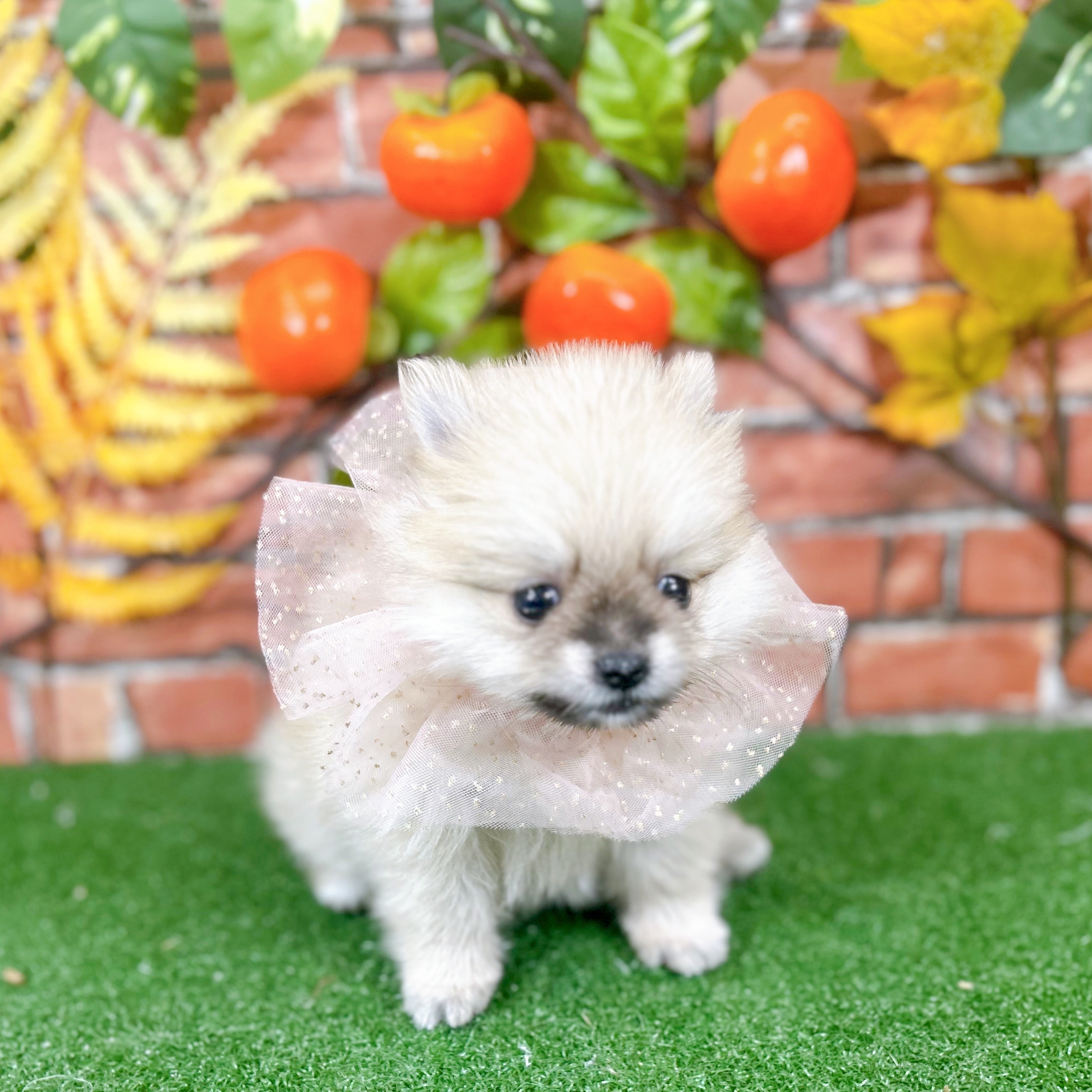 ポメラニアン女の子の写真