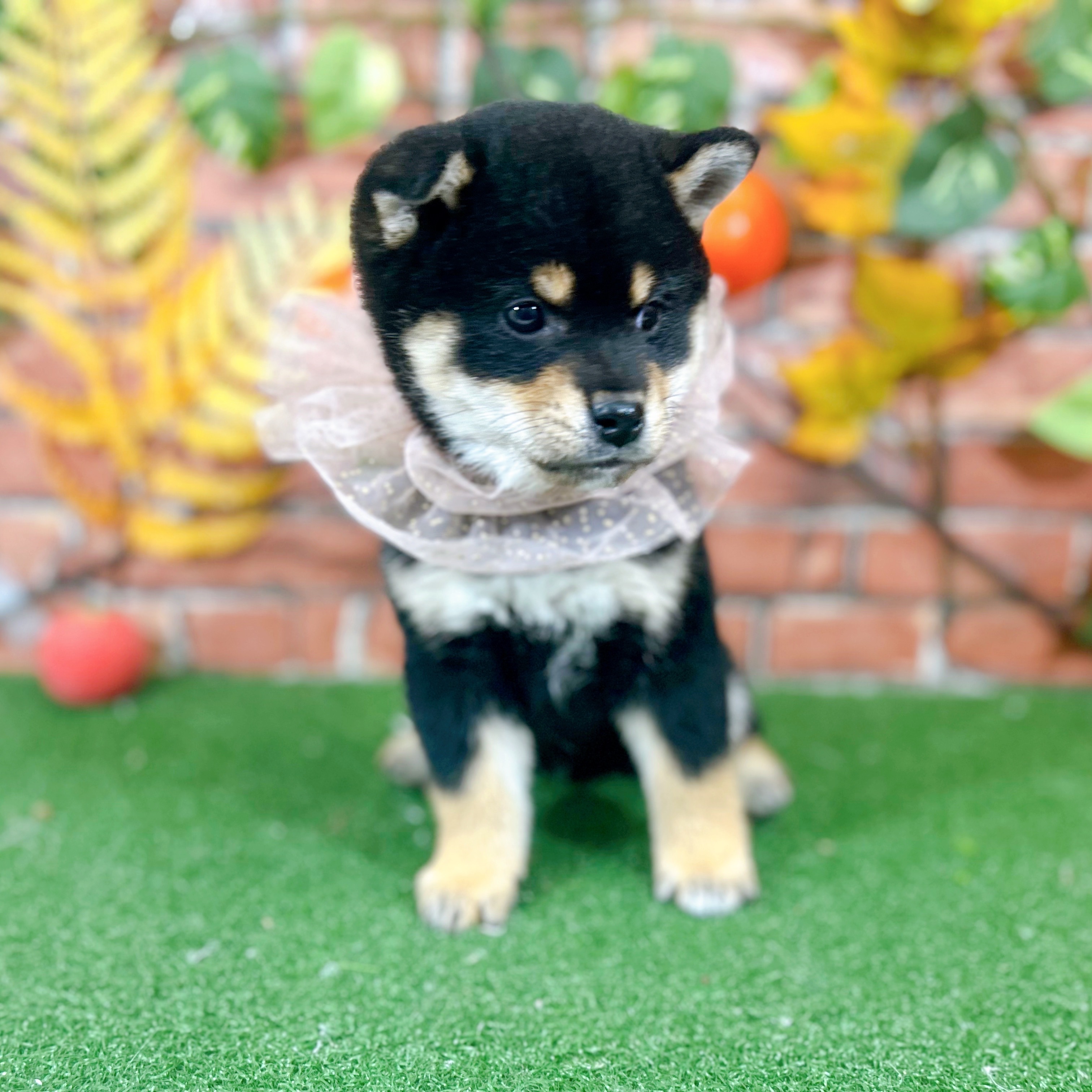 神奈川県の柴犬(標準サイズ) (犬の家＆猫の里小田原店/2025年9月8日生まれ/男の子/黒)の子犬