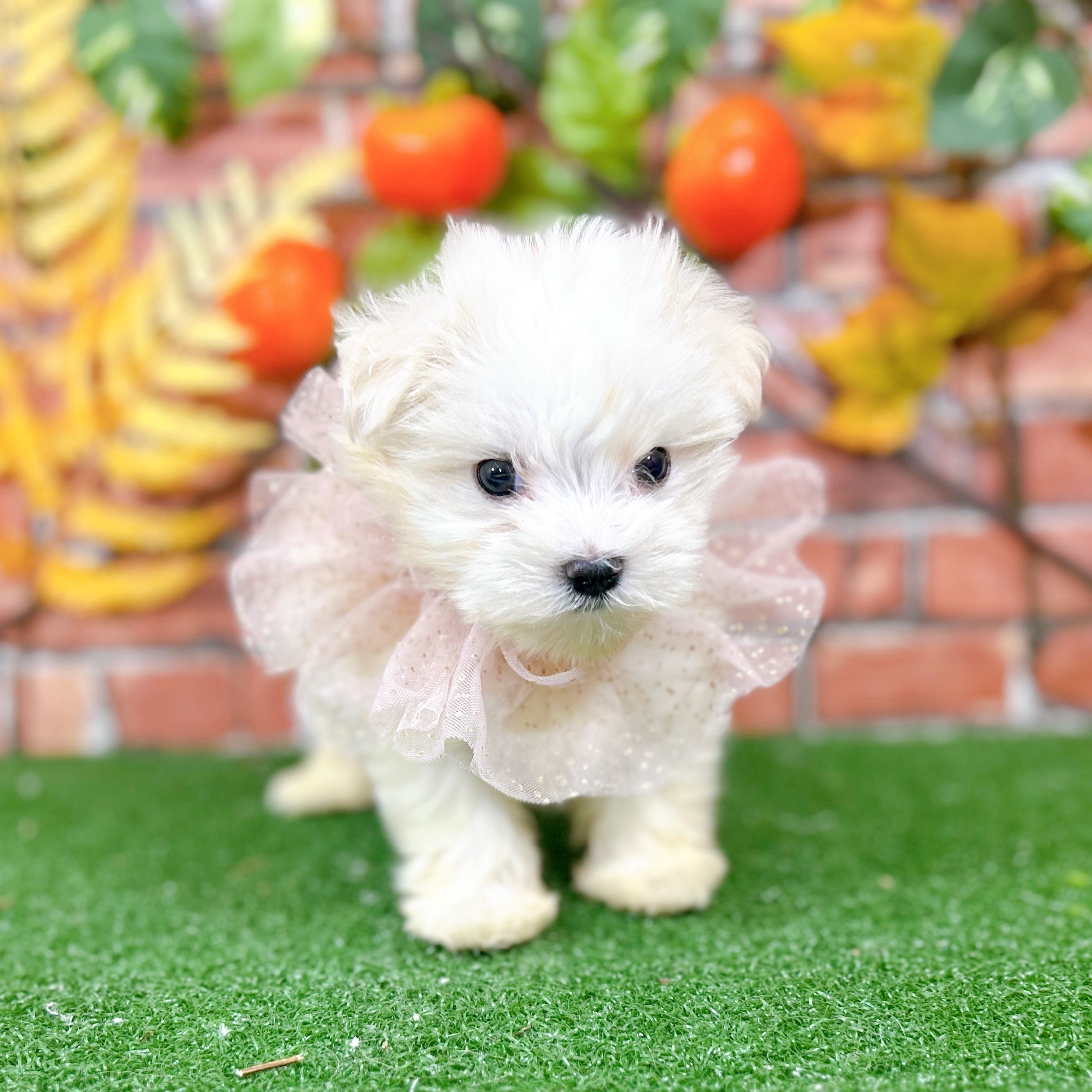 マルチーズの写真