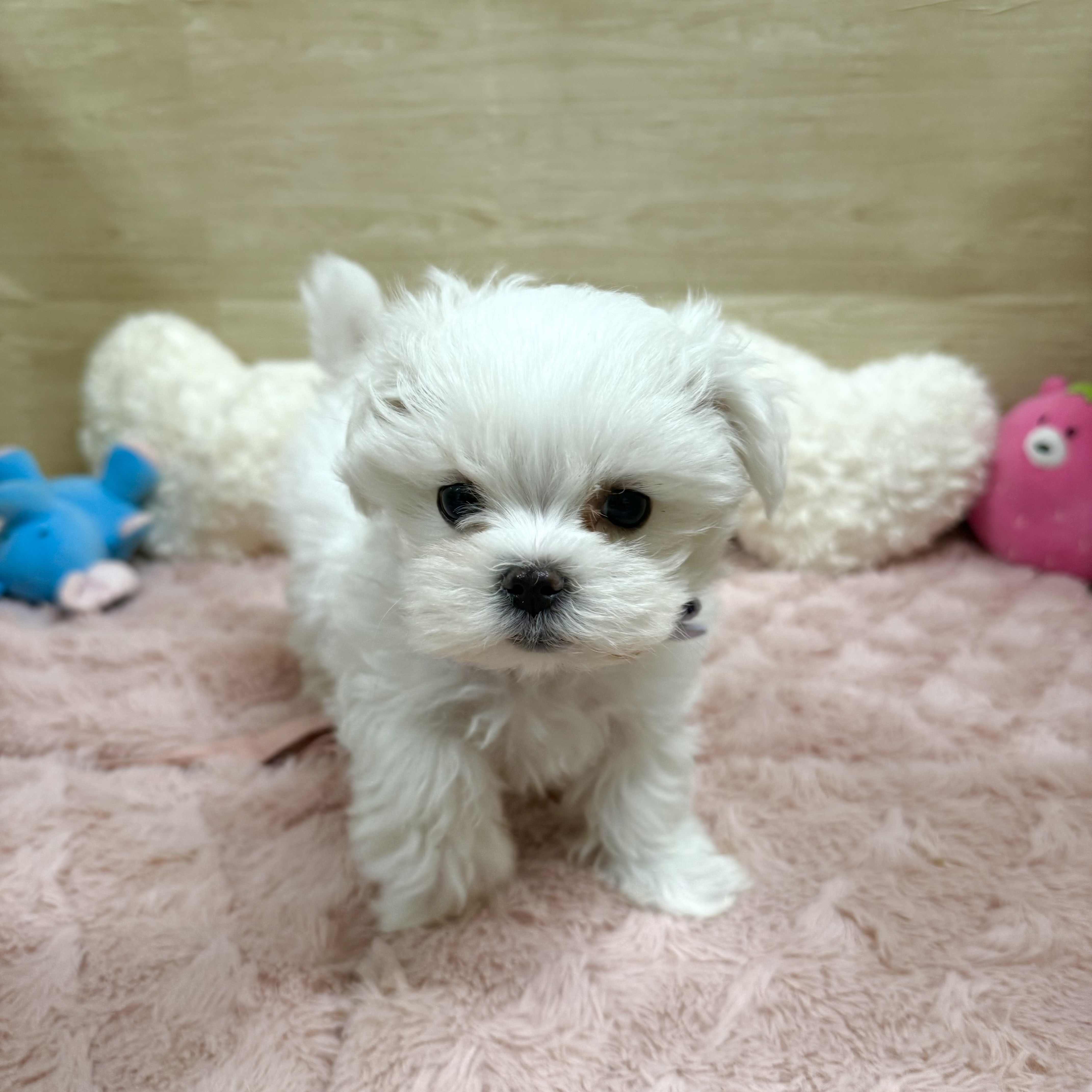 大阪府のマルチーズ (犬の家＆猫の里そよら東岸和田店/2025年12月2日生まれ/男の子/ホワイト)の子犬の2枚目の画像