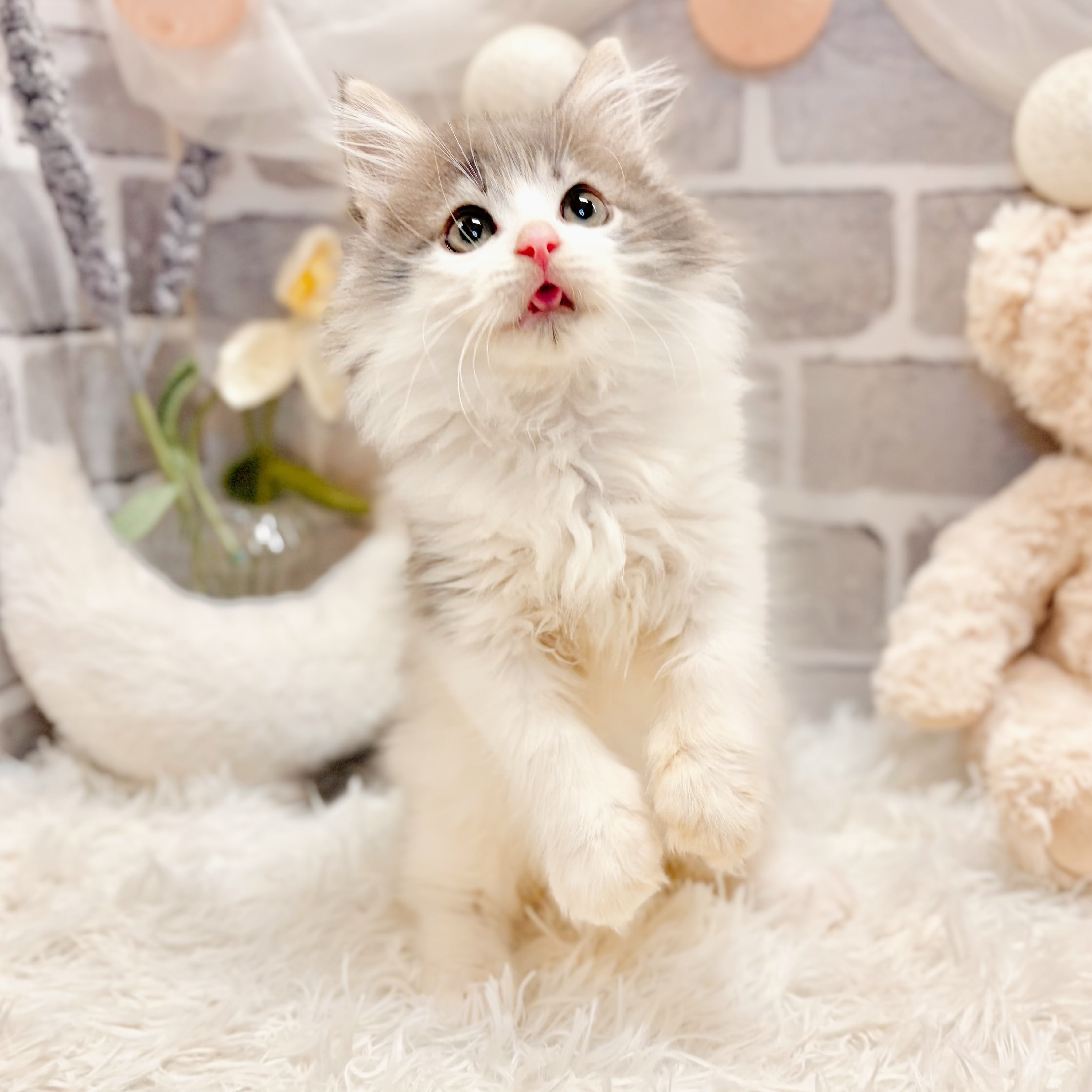 兵庫県のノルウェージャンフォレストキャット (犬の家＆猫の里神戸店/2026年3月2日生まれ/男の子/ブルータビーホワイト)の子猫の2枚目の画像