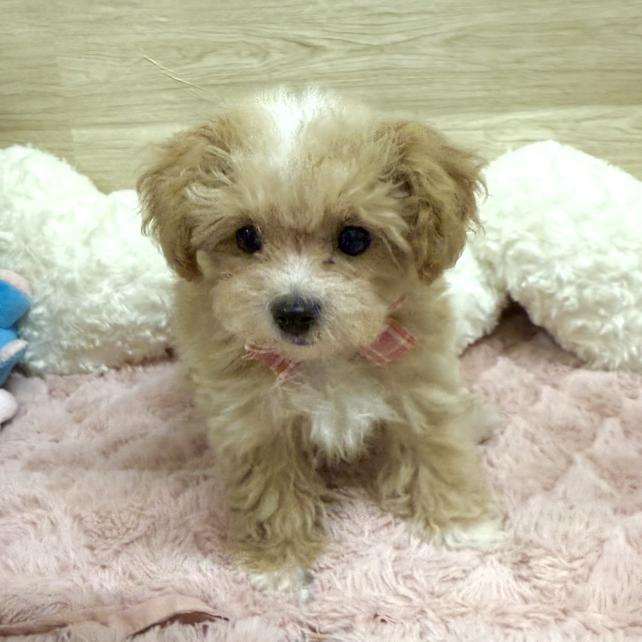 大阪府のマルプー(マルチーズ×プードル) (犬の家＆猫の里そよら東岸和田店/2025年12月1日生まれ/男の子/アプリコットホワイト)の子犬の2枚目の画像