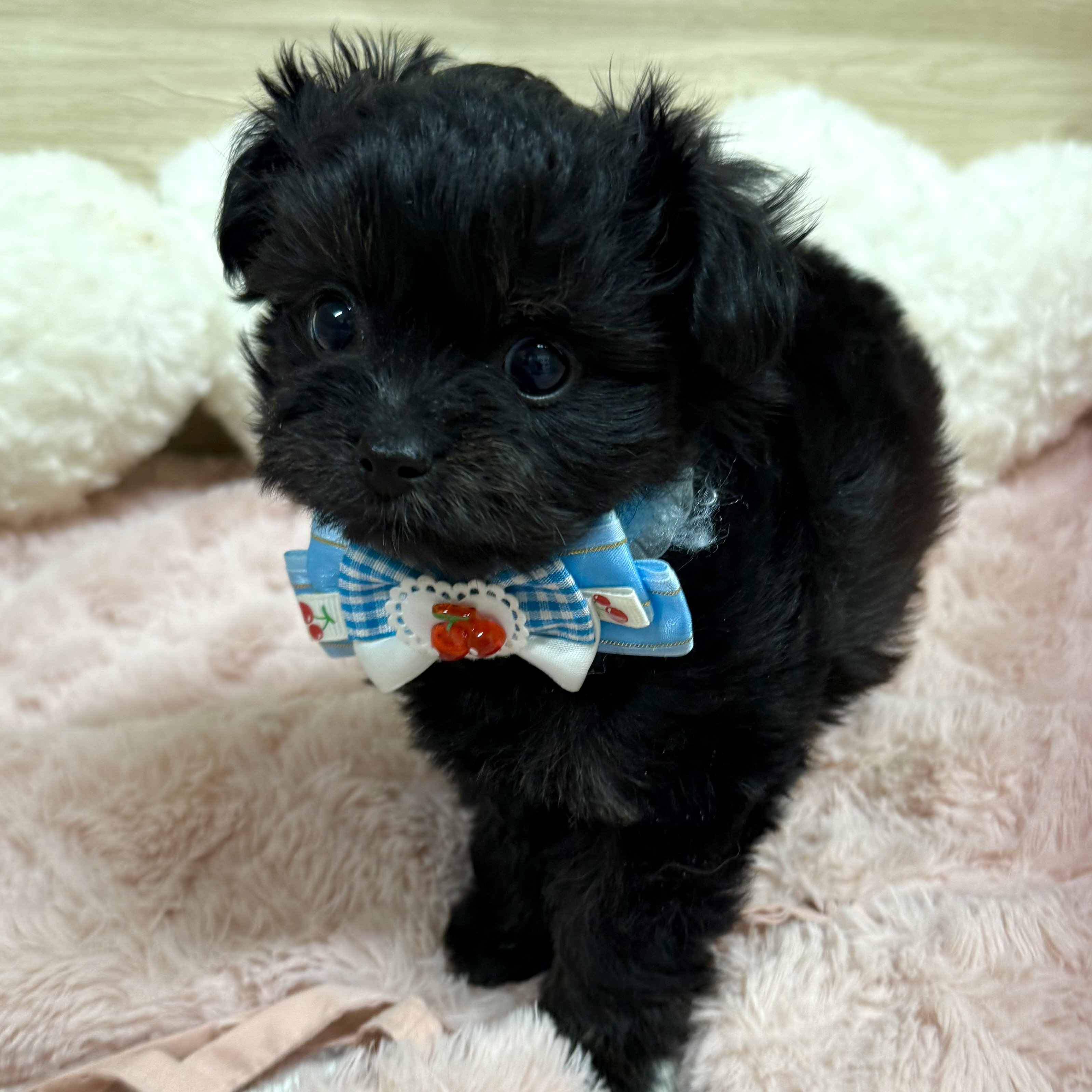 大阪府のチワプー/プーチー(チワワ×プードル) (犬の家＆猫の里そよら東岸和田店/2025年12月2日生まれ/男の子/ブラックホワイト)の子犬の2枚目の画像