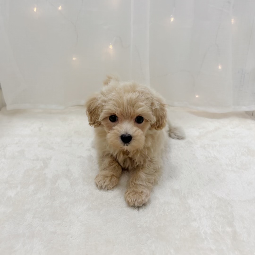 千葉県のマルプー(マルチーズ×プードル) (犬の家＆猫の里BIGHOPガーデンモール印西店/2025年8月30日生まれ/女の子/アプリコット)の子犬の2枚目の画像