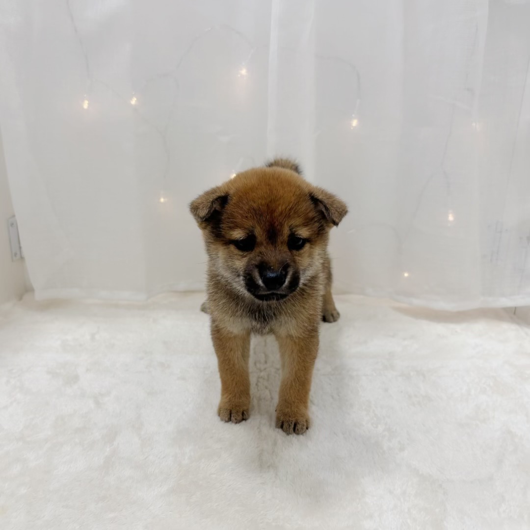 千葉県の豆柴 (犬の家＆猫の里BIGHOPガーデンモール印西店/2025年8月30日生まれ/女の子/赤)の子犬の2枚目の画像