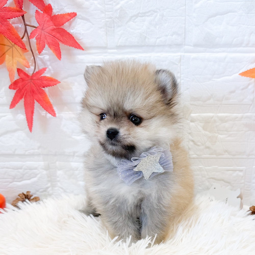 静岡県のポメラニアン (犬の家＆猫の里富士店/2025年9月28日生まれ/女の子/オレンジセーブル)の子犬の1枚目の画像