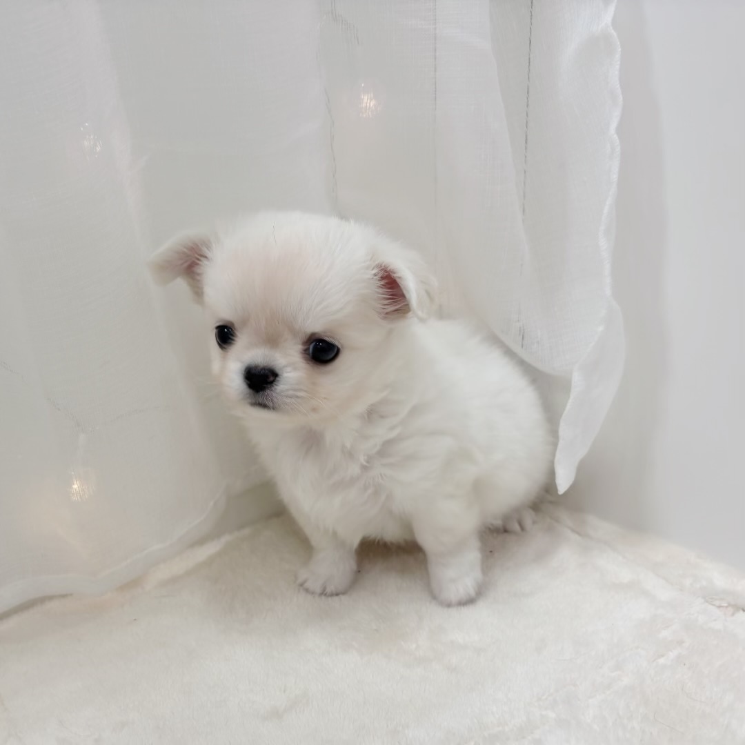 千葉県のチワワ(ロング) (犬の家＆猫の里BIGHOPガーデンモール印西店/2025年8月31日生まれ/男の子/クリームホワイト)の子犬の2枚目の画像