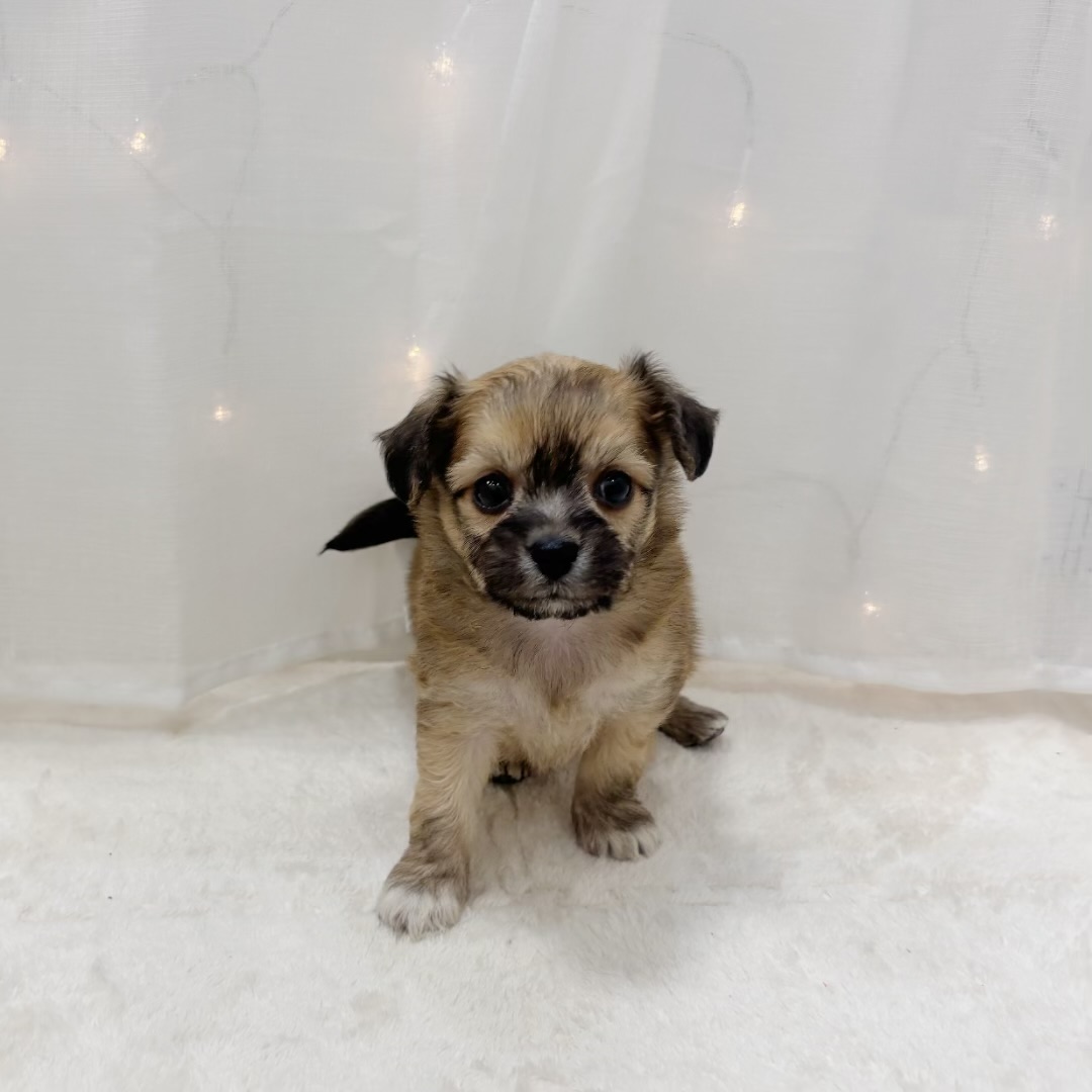 千葉県のハーフ犬・ミックス犬 (犬の家＆猫の里BIGHOPガーデンモール印西店/2025年8月30日生まれ/男の子/フォーン)の子犬の1枚目の画像