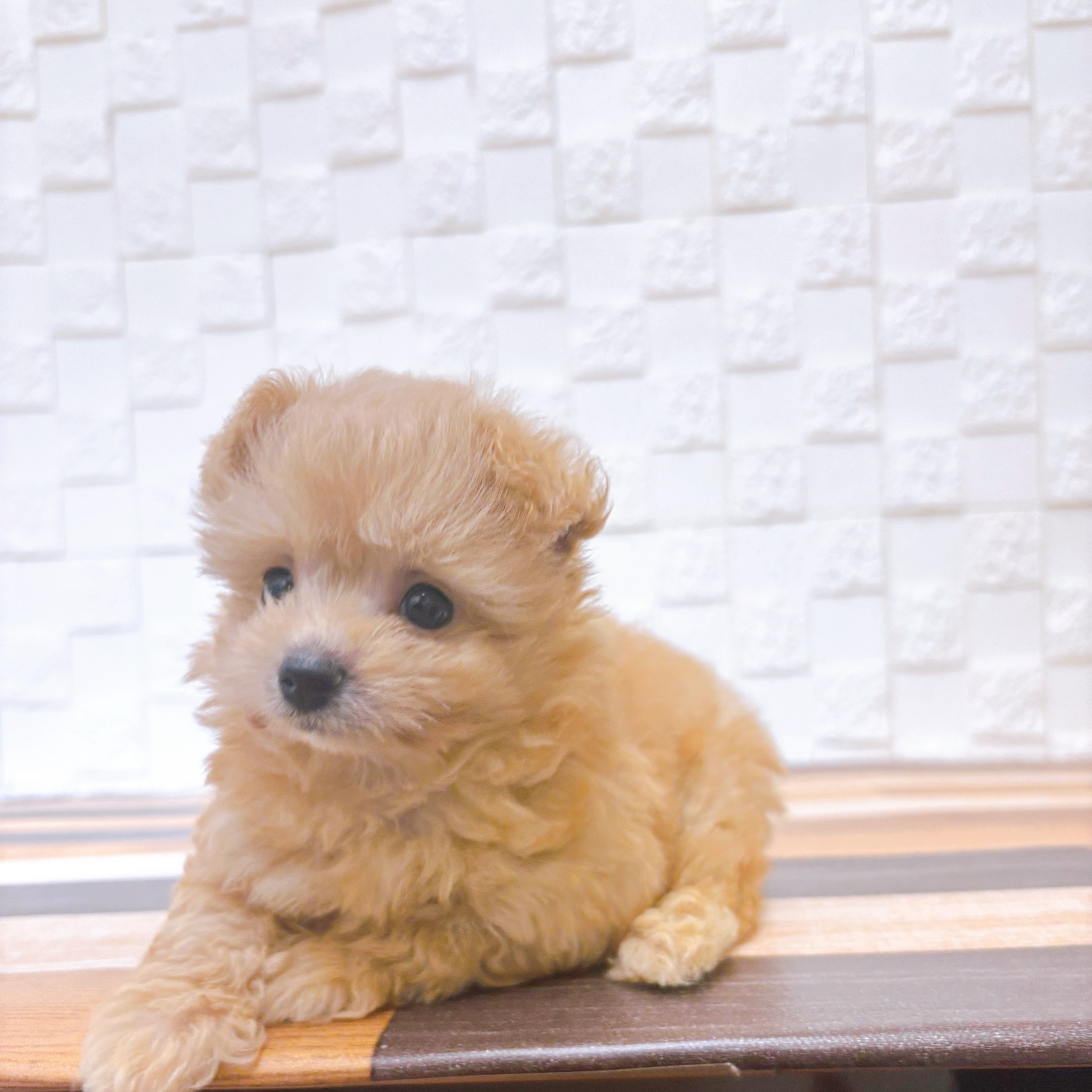 兵庫県のポメプー(ポメラニアン×プードル) (犬の家＆猫の里尼崎店/2025年5月21日生まれ/女の子/クリーム)の子犬の2枚目の画像