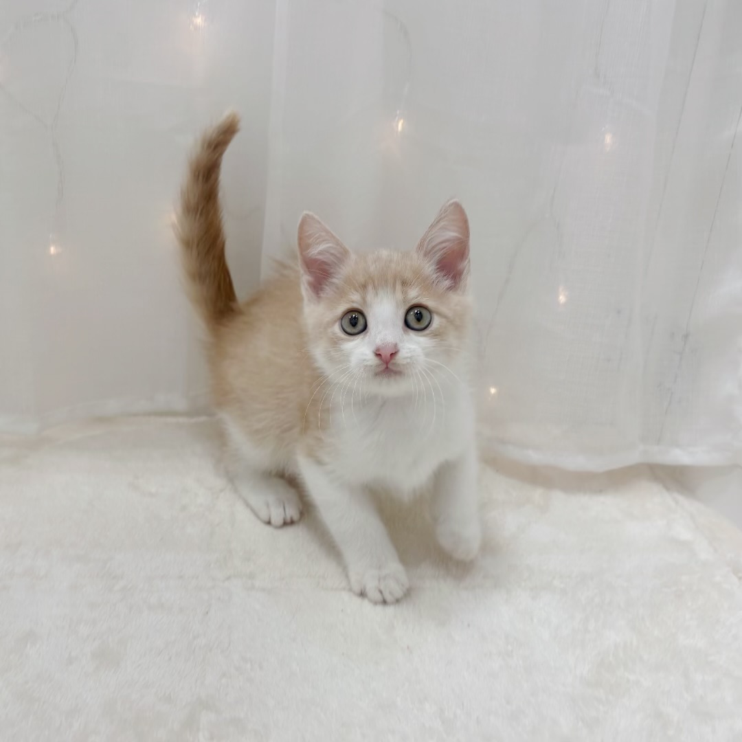 千葉県のミヌエット (犬の家＆猫の里BIGHOPガーデンモール印西店/2025年9月2日生まれ/男の子/クリームタビーホワイト)の子猫の2枚目の画像