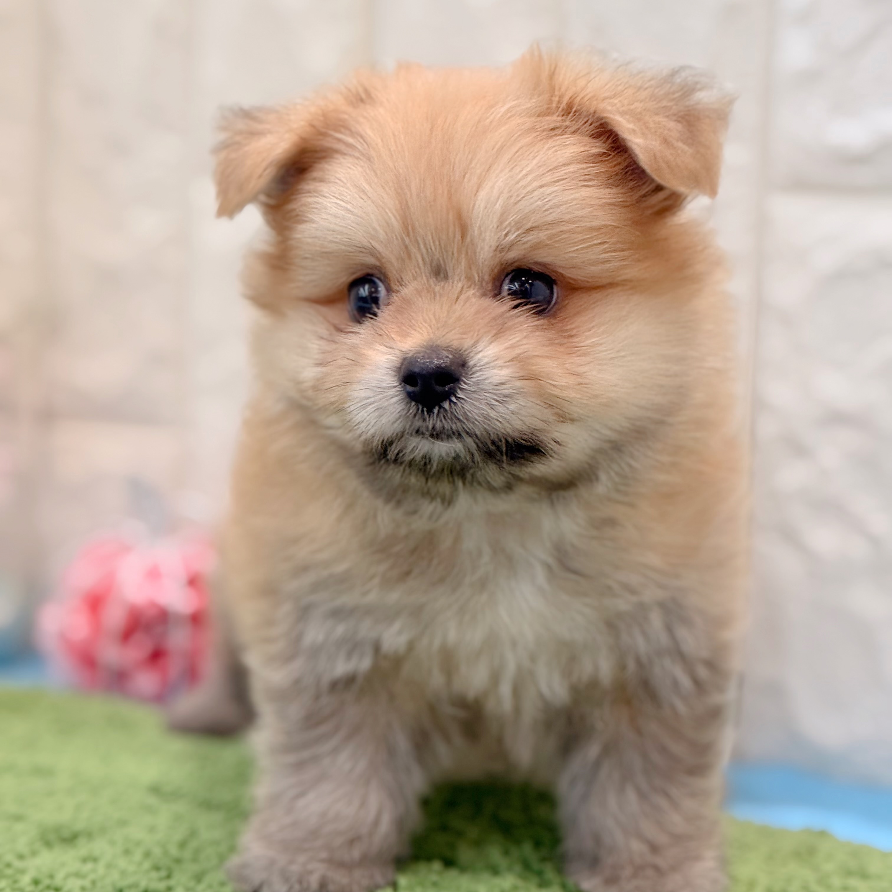 岡山県のポメマル/マルポメ(ポメラニアン×マルチーズ) (犬の家＆猫の里倉敷店/2026年4月25日生まれ/男の子/フォーン)の子犬の1枚目の画像