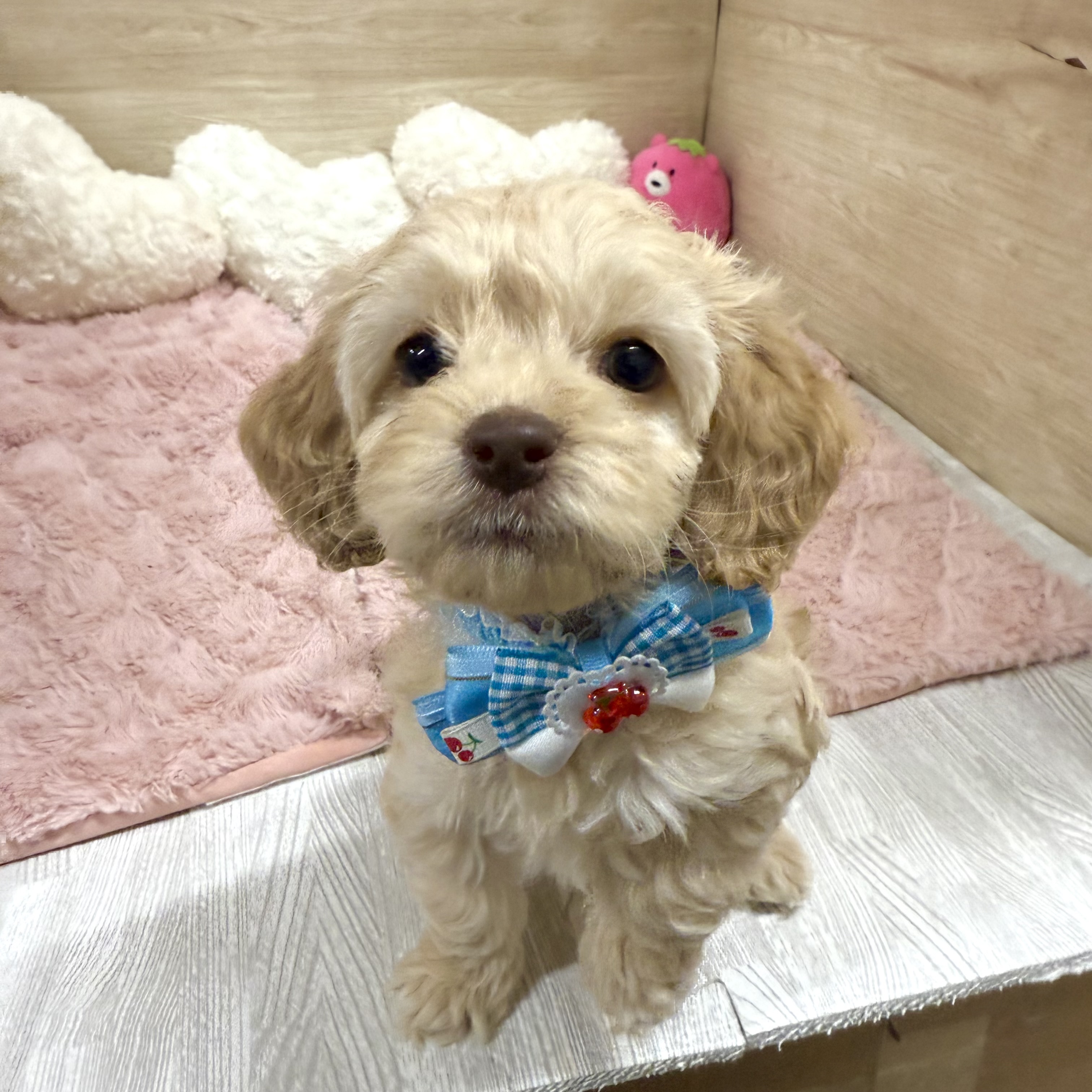 大阪府のコッカプー(アメリカンコッカースパニエル×プードル) (犬の家＆猫の里そよら東岸和田店/2025年11月29日生まれ/女の子/アプリコット)の子犬の2枚目の画像