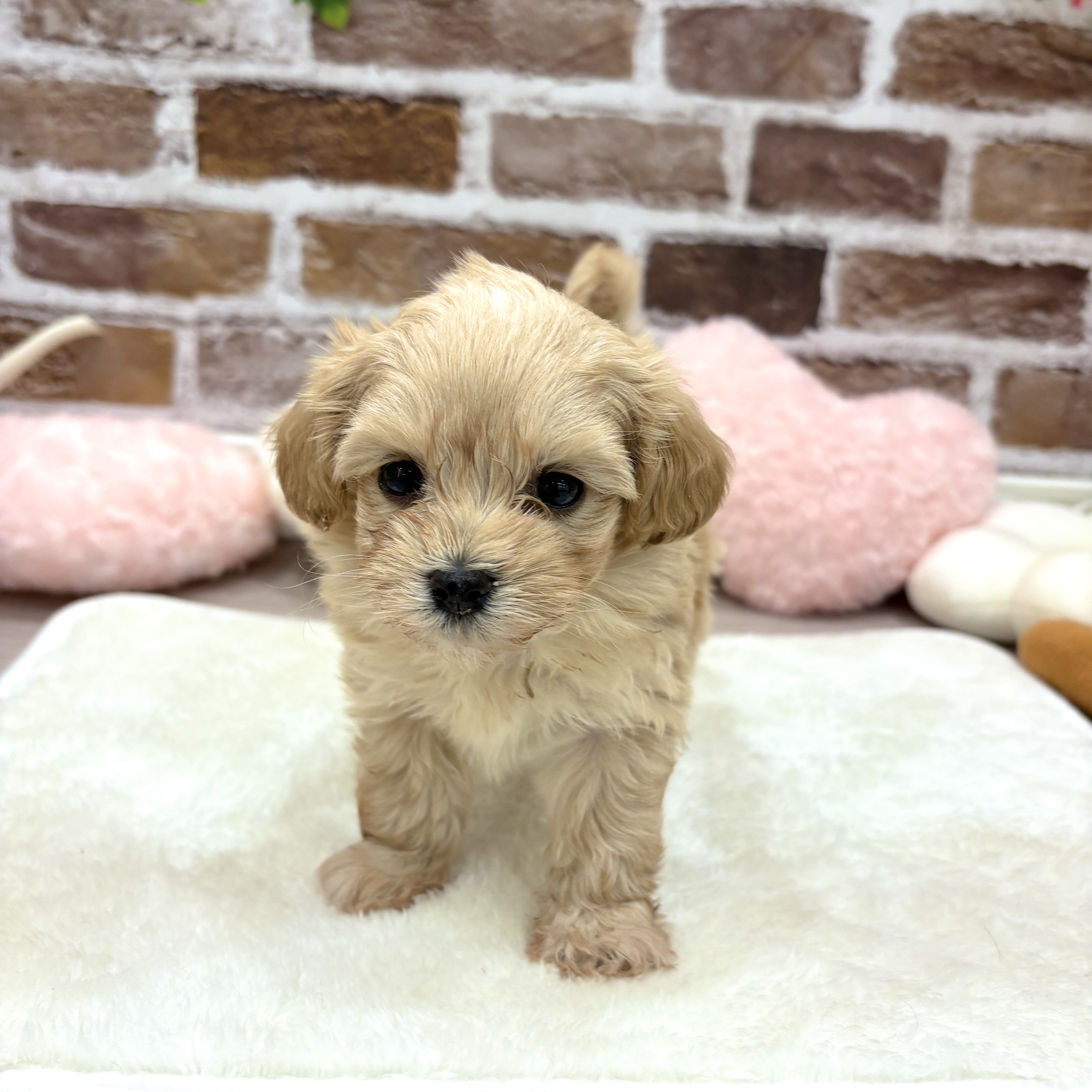 ハーフ犬女の子の写真