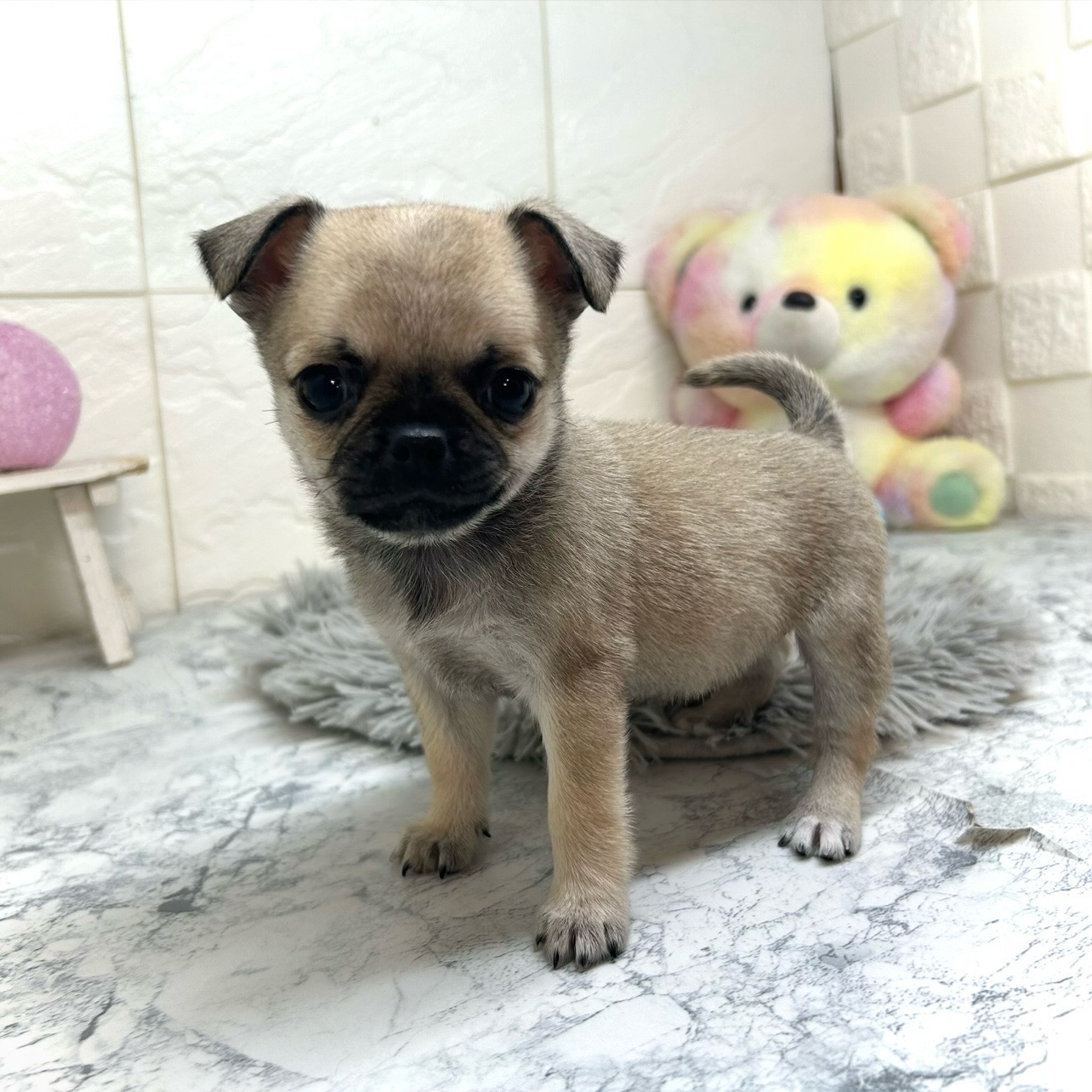 兵庫県のチワパグ/パグチー(チワワ×パグ) (犬の家＆猫の里ゆめタウン姫路店/2025年10月17日生まれ/女の子/フォーン)の子犬の2枚目の画像