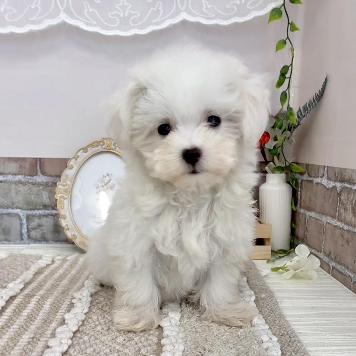 愛知県のマルチーズ (犬の家＆猫の里碧南店/2025年6月29日生まれ/女の子/ホワイト)の子犬の1枚目の画像