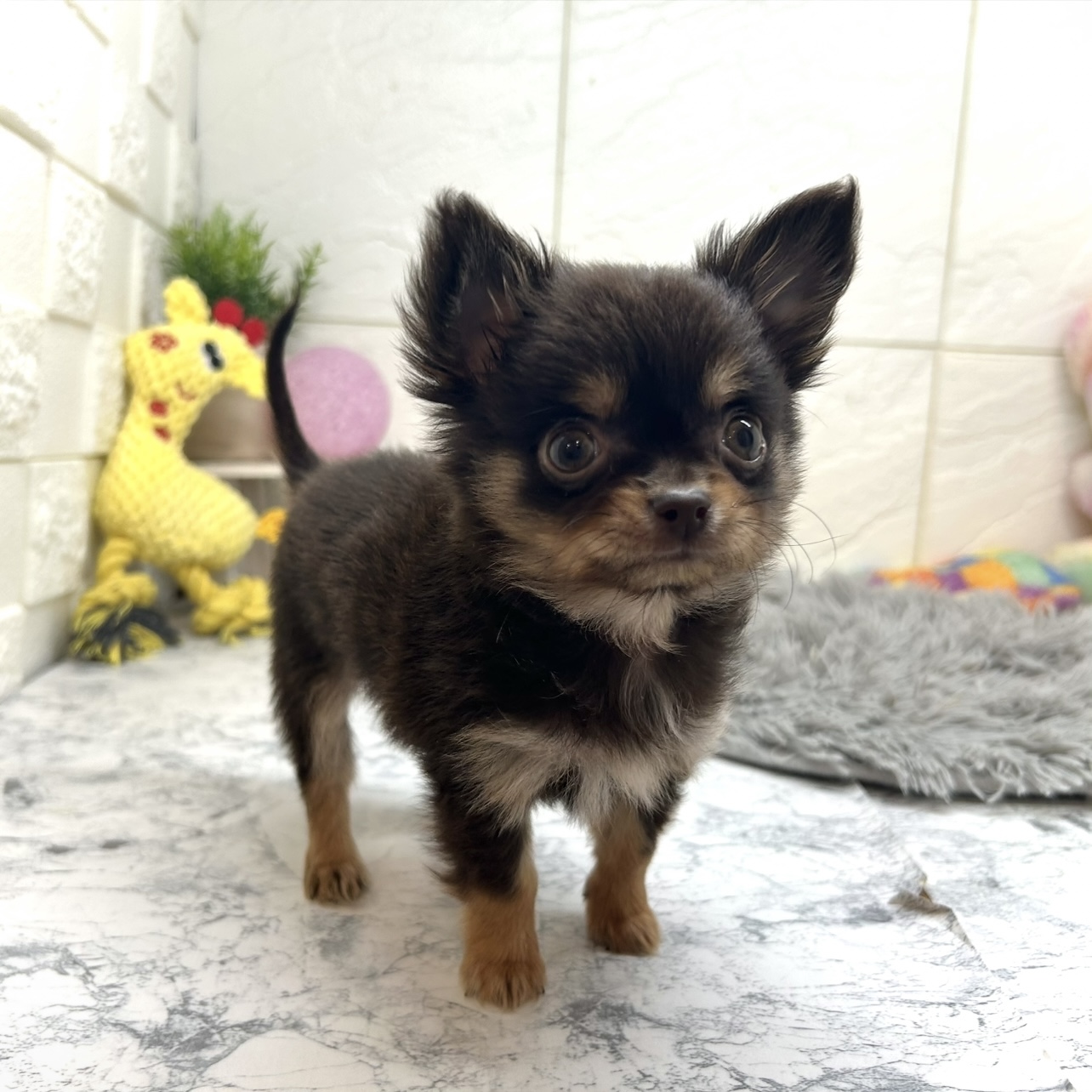 兵庫県のチワワ(ロング) (犬の家＆猫の里ゆめタウン姫路店/2025年10月14日生まれ/男の子/チョコレートタン)の子犬の2枚目の画像