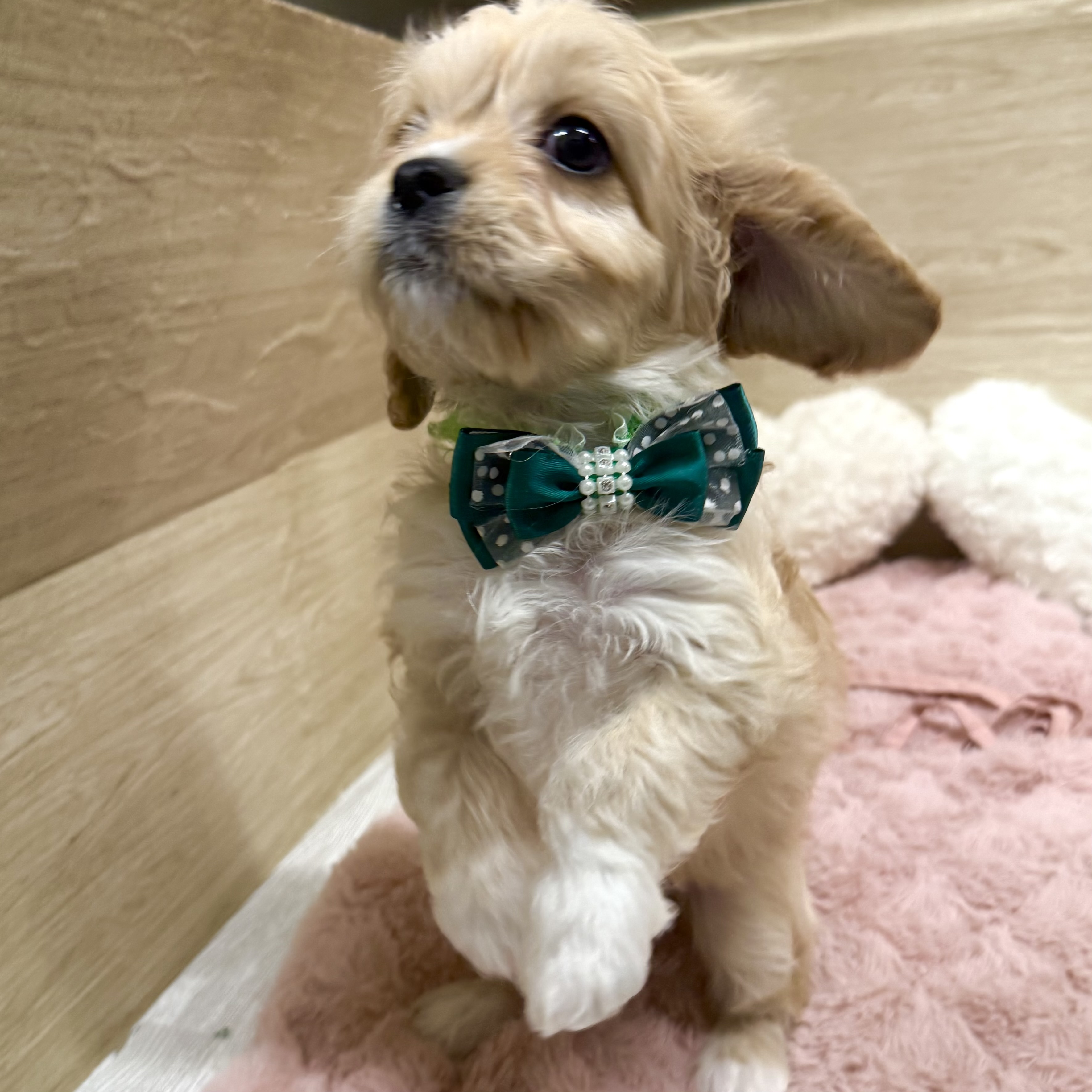 大阪府のハーフ犬・ミックス犬 (犬の家＆猫の里そよら東岸和田店/2025年11月24日生まれ/女の子/クリーム)の子犬の2枚目の画像