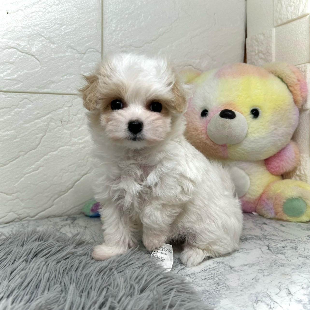 兵庫県のマルプー(マルチーズ×プードル) (犬の家＆猫の里ゆめタウン姫路店/2025年10月23日生まれ/女の子/クリームホワイト)の子犬の1枚目の画像