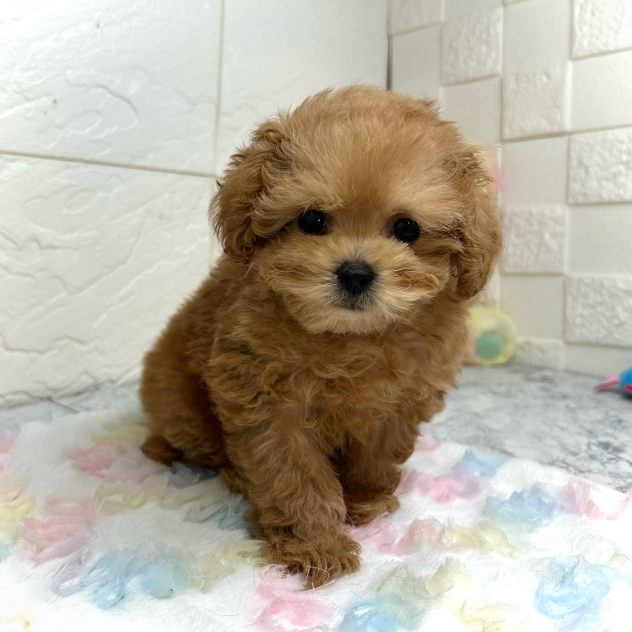 兵庫県のペキプー(ペキニーズ×プードル) (犬の家＆猫の里ゆめタウン姫路店/2025年10月18日生まれ/女の子/レッド)の子犬の2枚目の画像