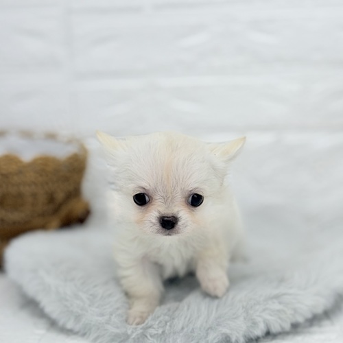 愛知県のチワワ(ロング) (犬の家＆猫の里豊川インター店/2025年7月14日生まれ/男の子/クリーム)の子犬の1枚目の画像