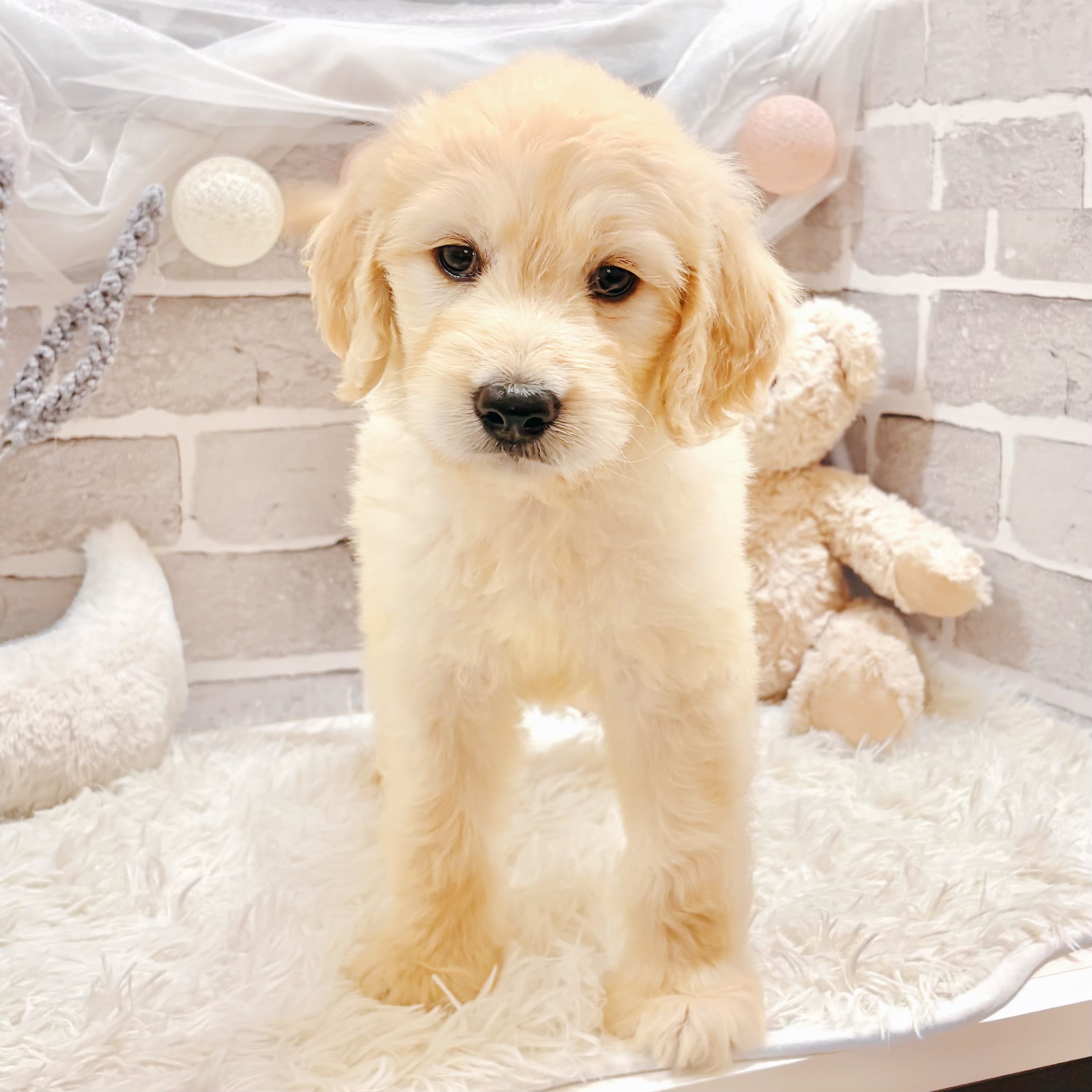 兵庫県のゴールデンドゥードゥル(ゴールデン×プードル) (犬の家＆猫の里神戸店/2026年3月14日生まれ/男の子/ゴールデン)の子犬の2枚目の画像