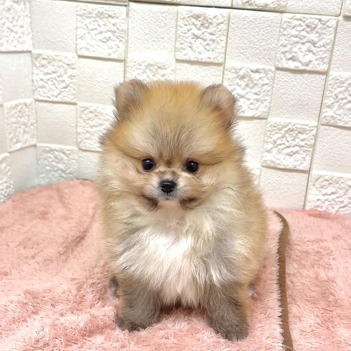 愛知県のポメラニアン (犬の家＆猫の里碧南店/2025年7月23日生まれ/男の子/オレンジセーブル)の子犬の1枚目の画像