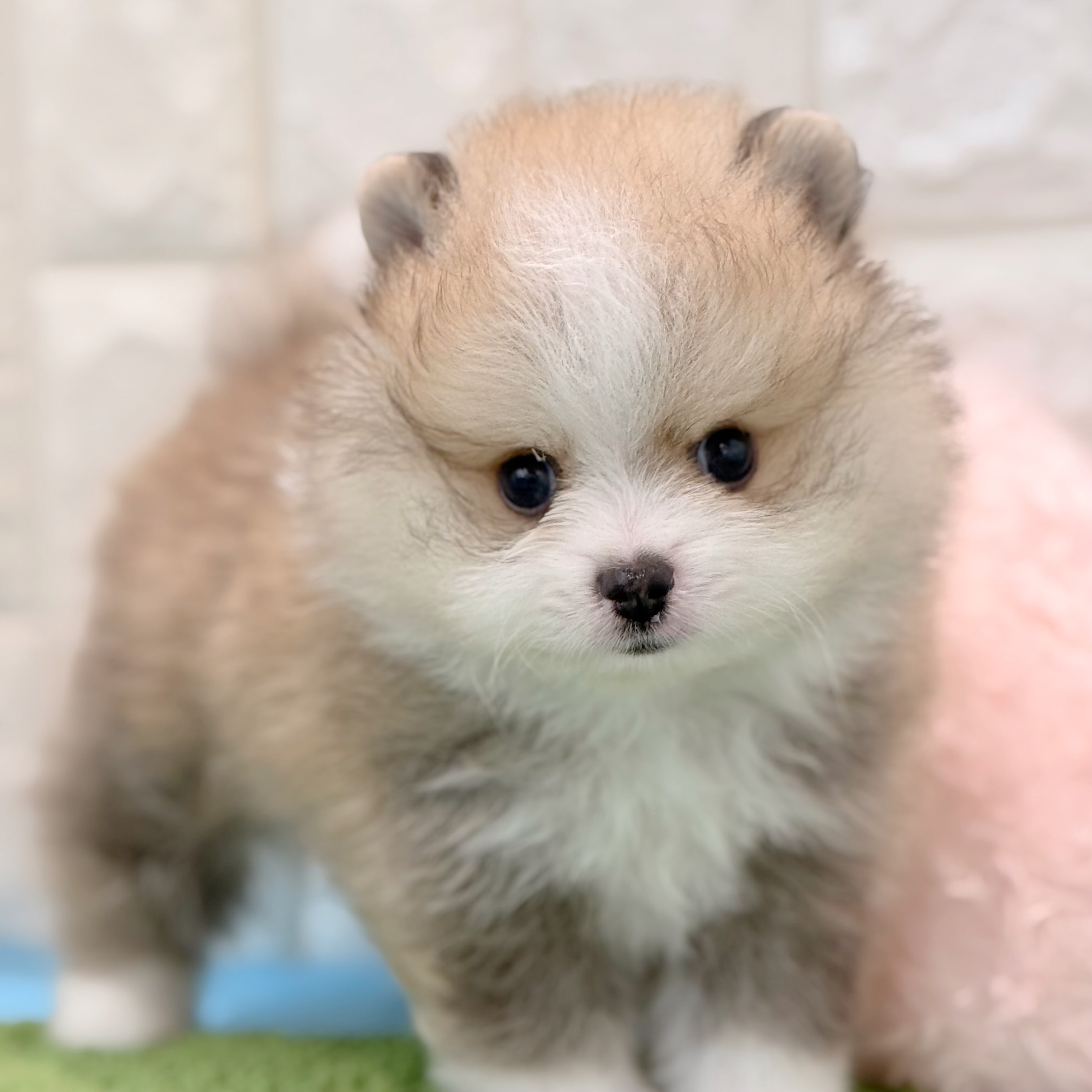 岡山県のポメラニアン (犬の家＆猫の里倉敷店/2026年4月27日生まれ/男の子/オレンジセーブルホワイト)の子犬の1枚目の画像