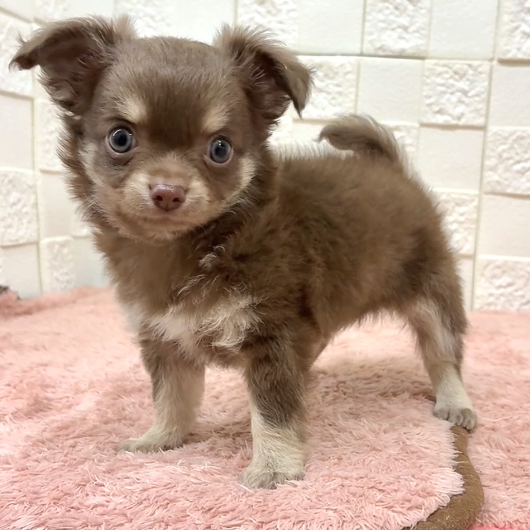 愛知県のチワワ(ロング) (犬の家＆猫の里碧南店/2025年7月22日生まれ/男の子/チョコレートクリーム)の子犬の2枚目の画像