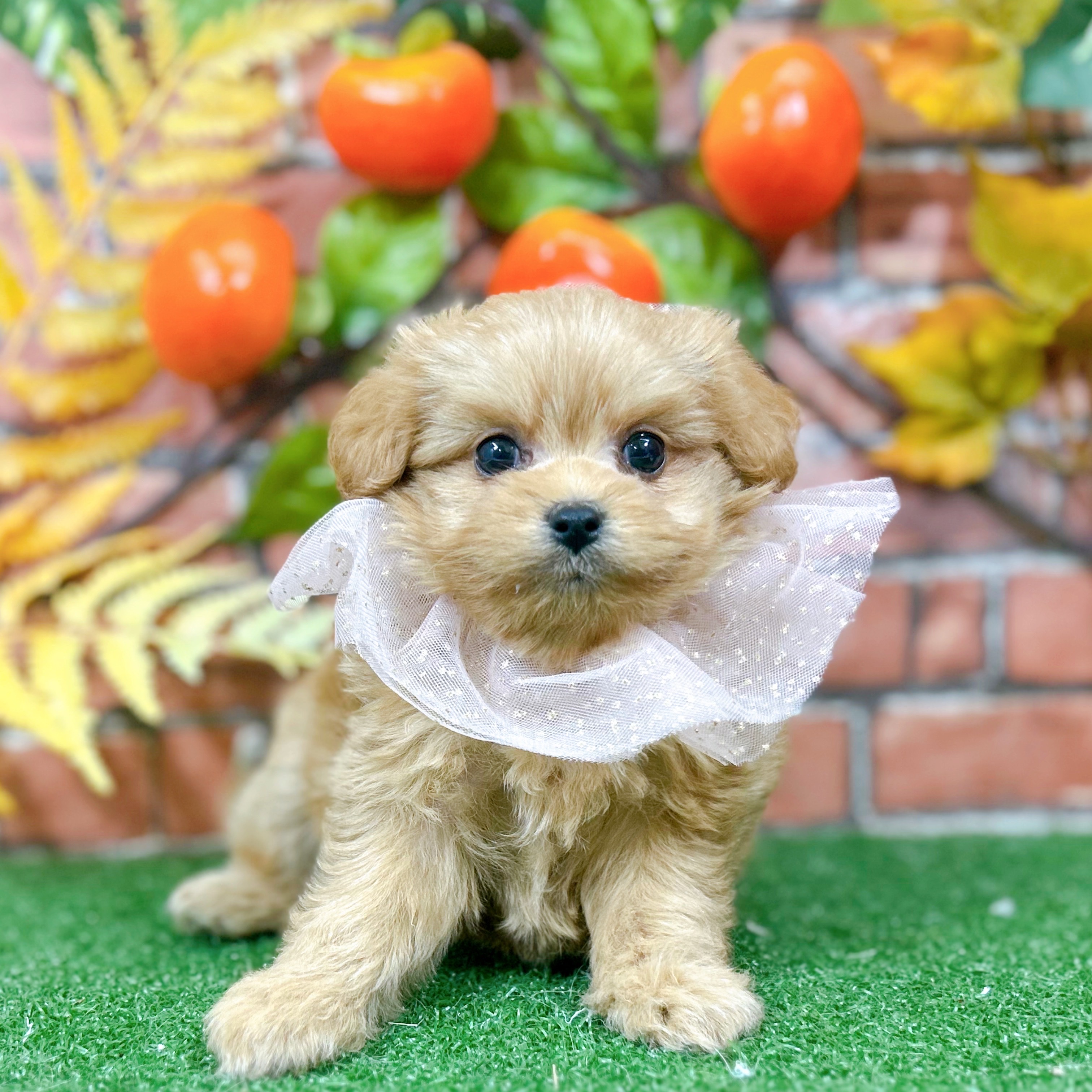 神奈川県のポメプー(ポメラニアン×プードル) (犬の家＆猫の里小田原店/2025年9月16日生まれ/女の子/アプリコット)の子犬