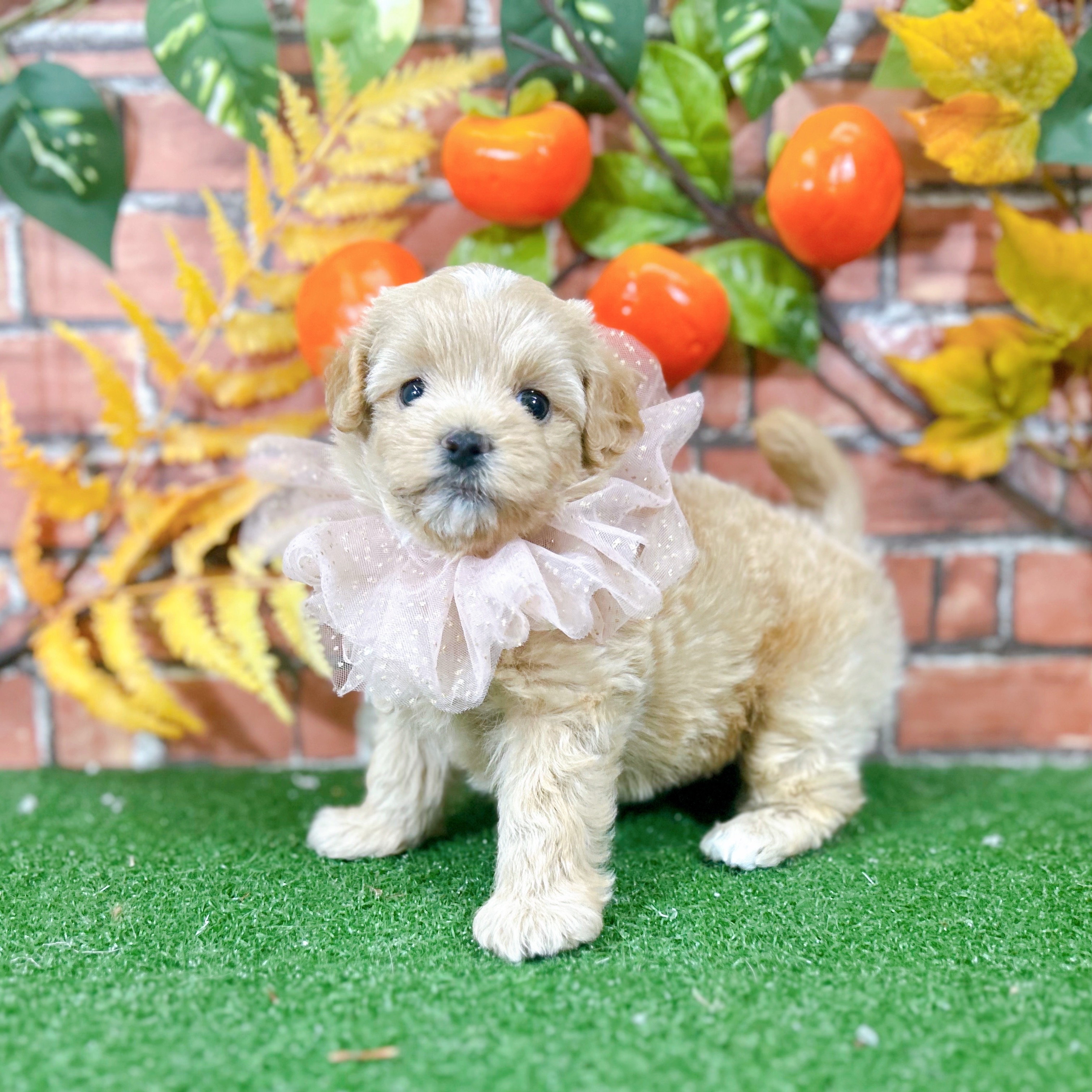 神奈川県のマルプー(マルチーズ×プードル) (犬の家＆猫の里小田原店/2025年9月13日生まれ/女の子/アプリコット)の子犬