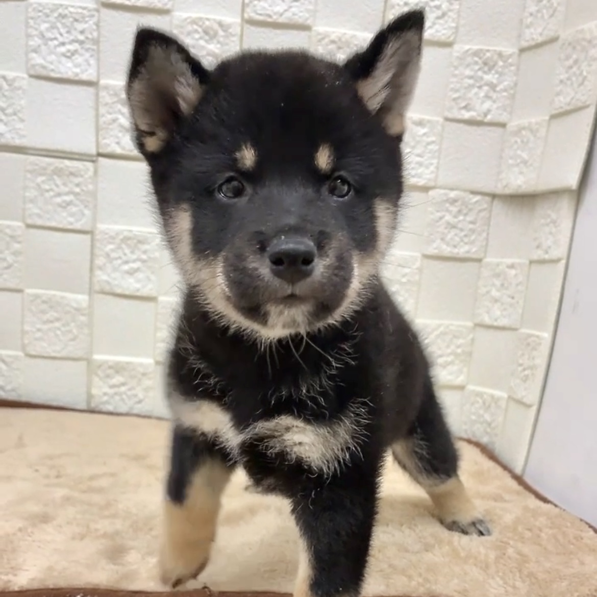 愛知県の柴犬(標準サイズ) (犬の家＆猫の里碧南店/2025年7月28日生まれ/女の子/黒)の子犬の2枚目の画像