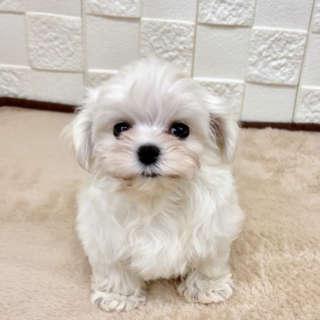 愛知県のマルチーズ (犬の家＆猫の里碧南店/2025年8月6日生まれ/女の子/ホワイト)の子犬