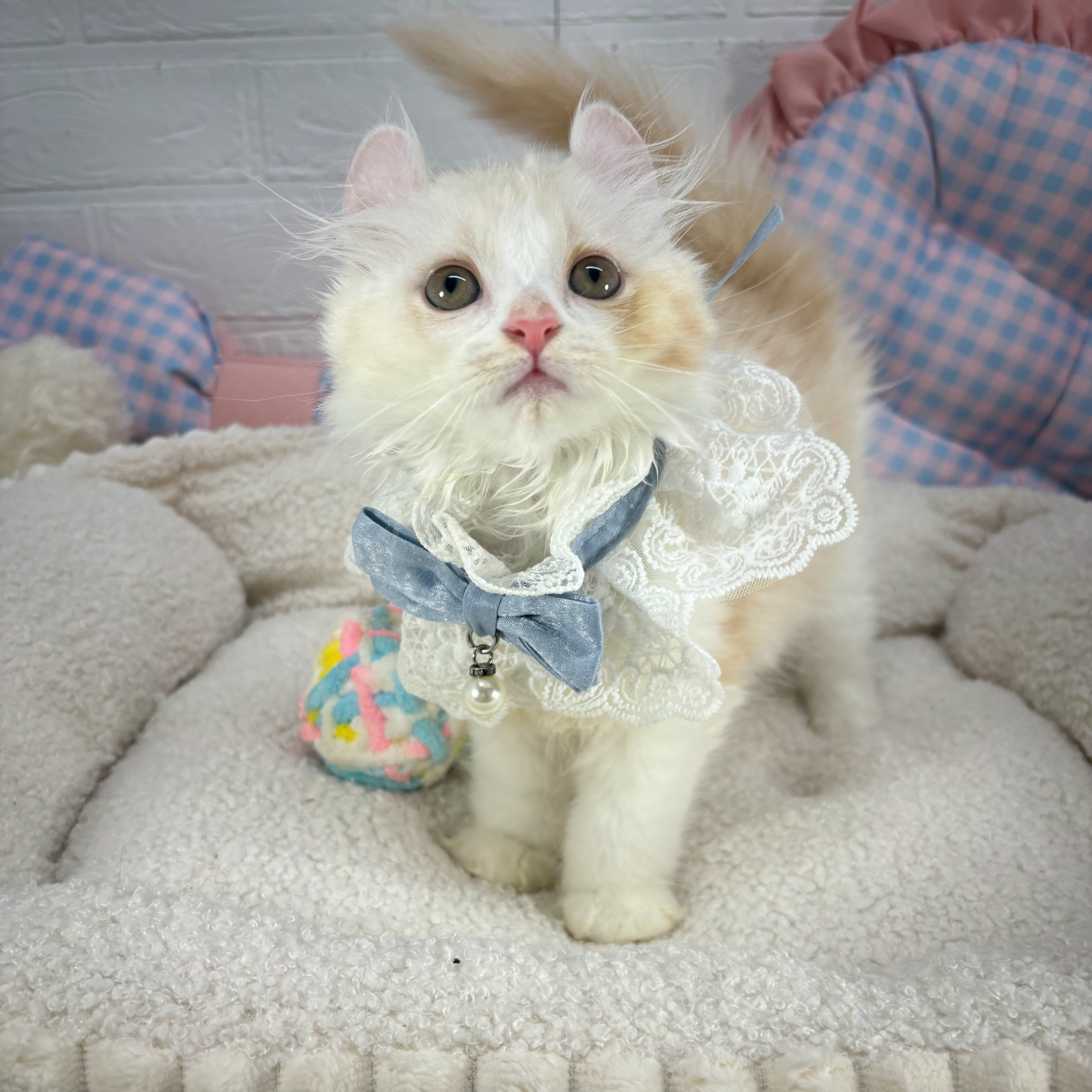 神奈川県のアメリカンカール (犬の家＆猫の里元住吉ブレーメン通り店/2025年6月28日生まれ/男の子/クリームホワイト)の子猫の2枚目の画像