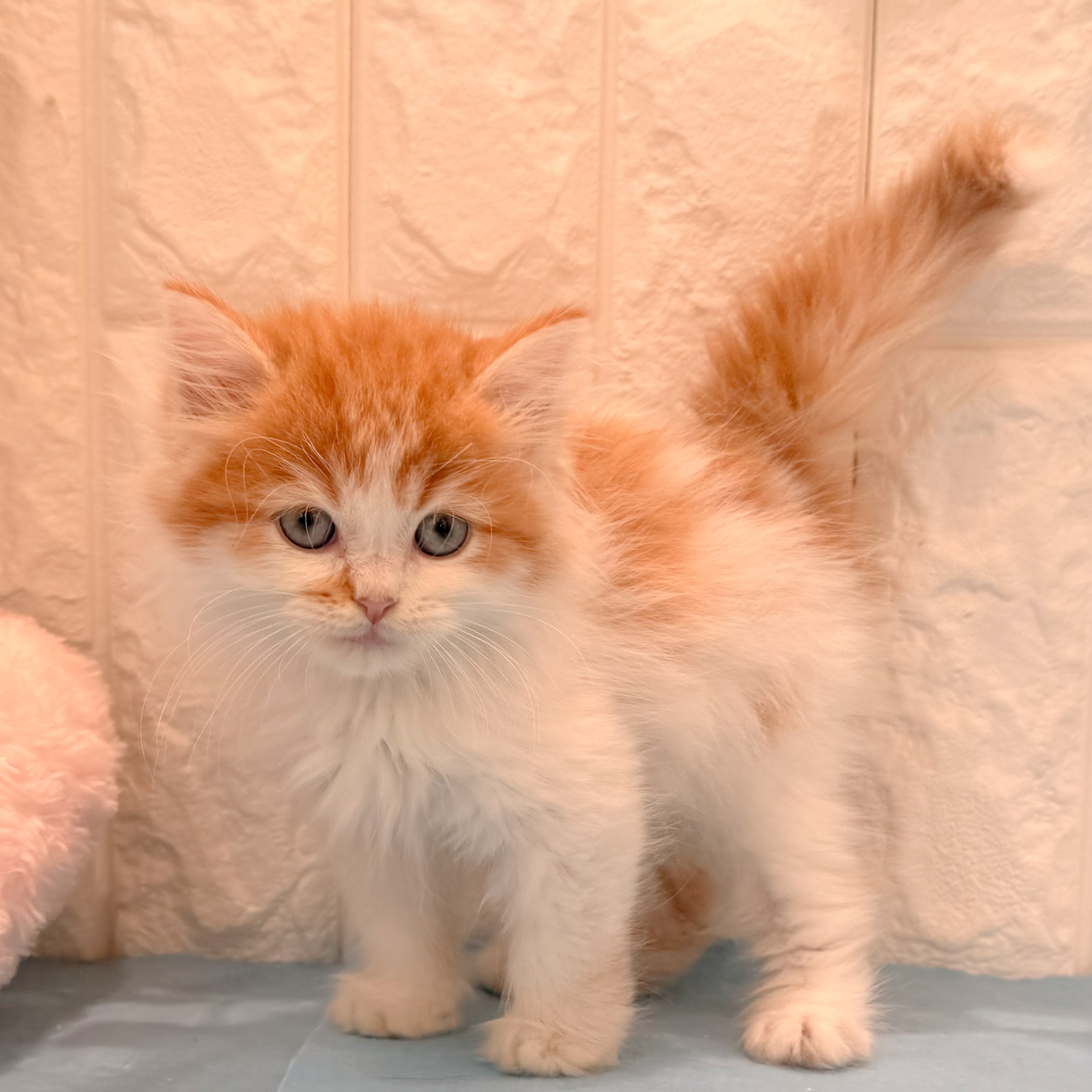 岡山県のスコティッシュストレート (犬の家＆猫の里倉敷店/2026年4月29日生まれ/男の子/レッドタビーホワイト)の子猫の1枚目の画像