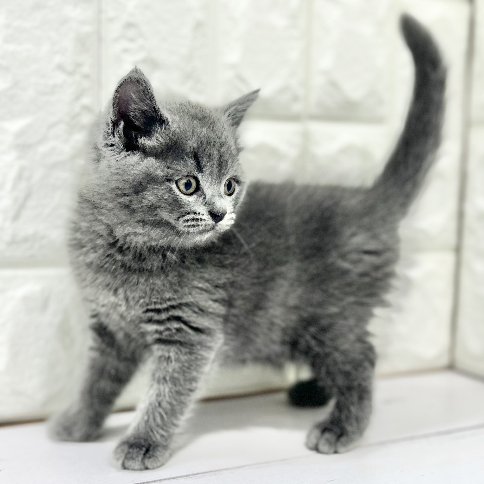 岡山県のブリティッシュショートヘアー (犬の家＆猫の里倉敷店/2025年5月9日生まれ/女の子/ブルー)の子猫の2枚目の画像