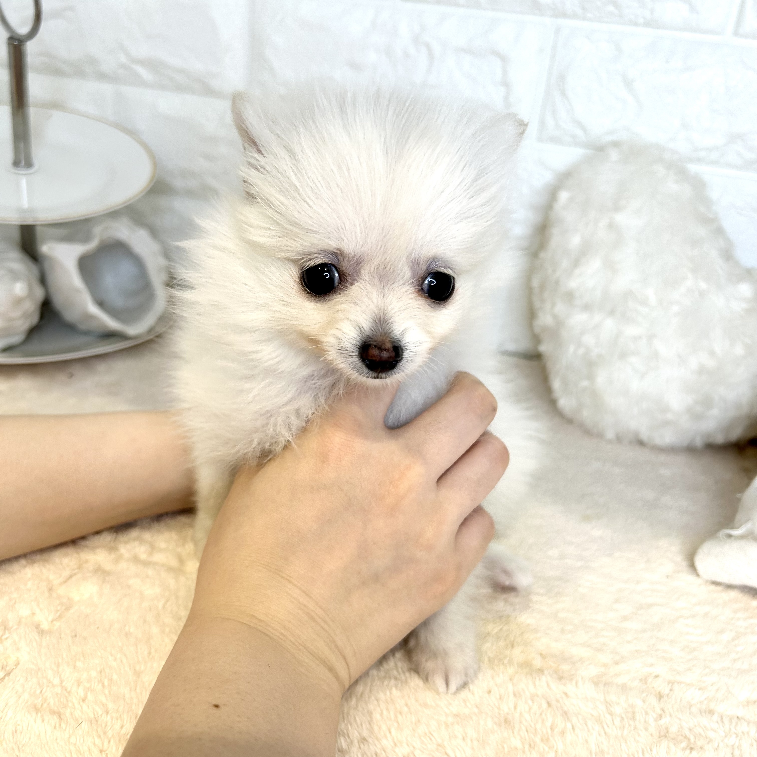 東京都のポメチワ/チワポメ/ポメチー(ポメラニアン×チワワ) (犬の家＆猫の里新宿店/2026年3月8日生まれ/女の子/クリーム)の子犬の1枚目の画像