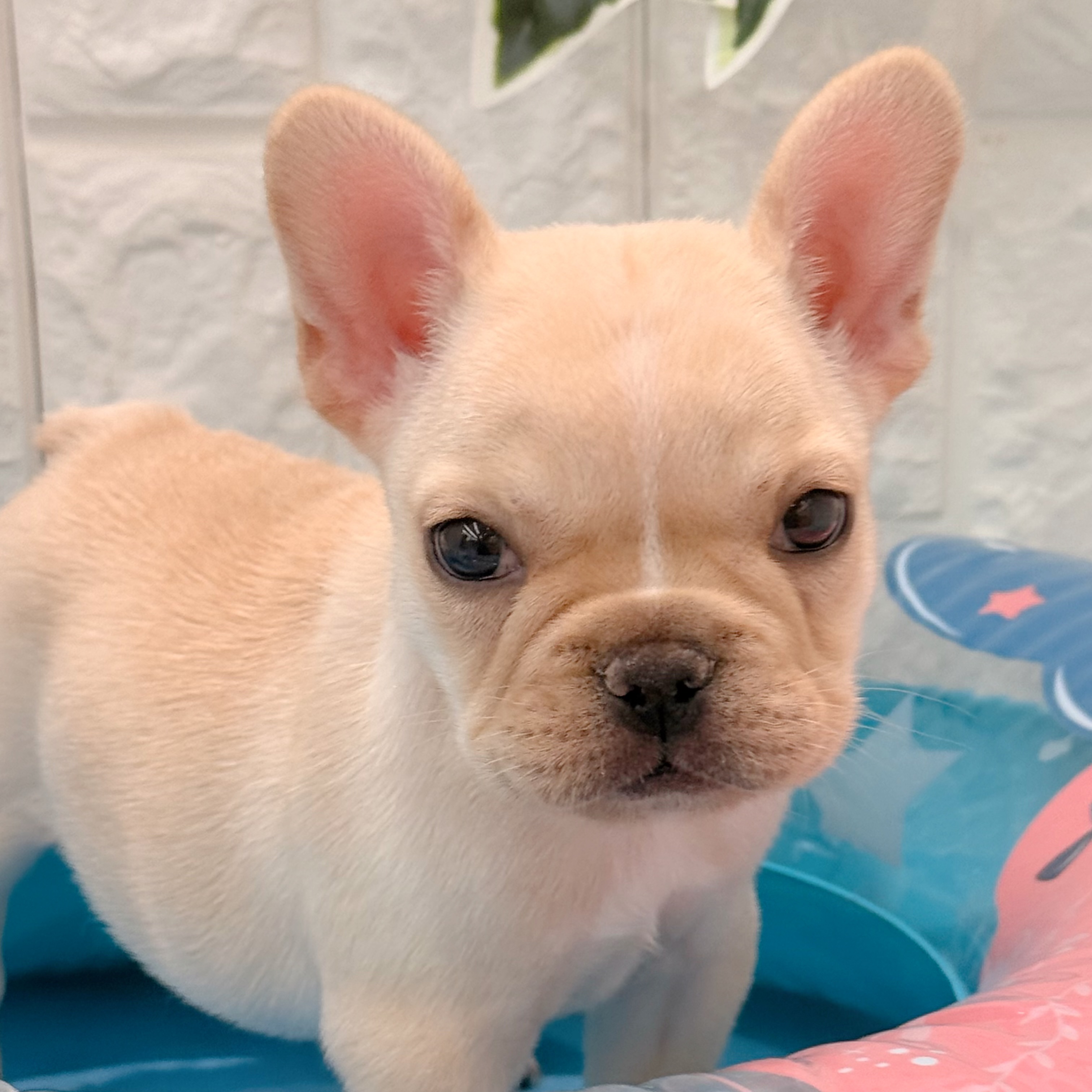 岡山県のフレンチブルドッグ (犬の家＆猫の里倉敷店/2026年5月2日生まれ/女の子/クリーム)の子犬の1枚目の画像