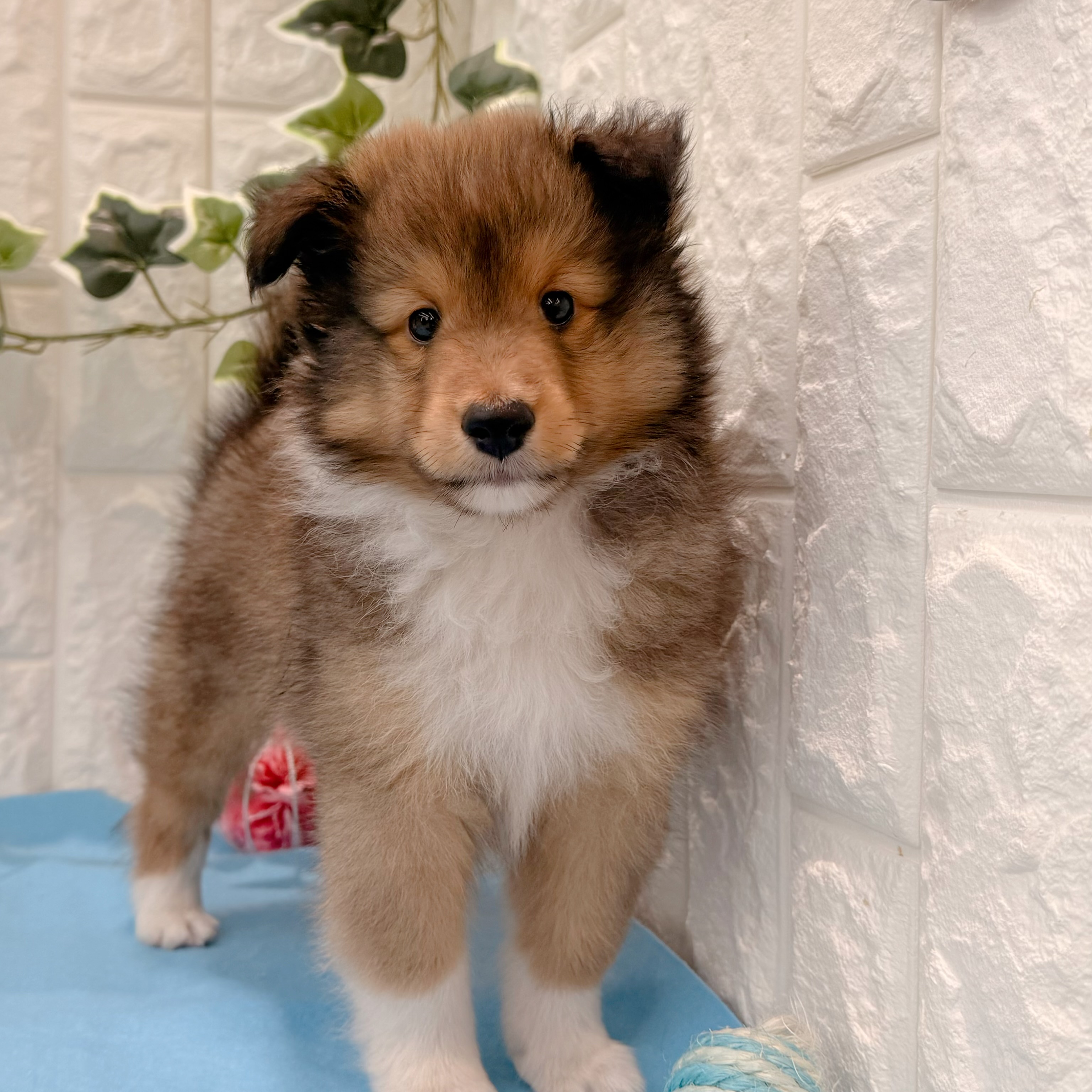 岡山県のシェットランドシープドッグ (犬の家＆猫の里倉敷店/2026年4月30日生まれ/男の子/セーブルホワイト)の子犬の1枚目の画像
