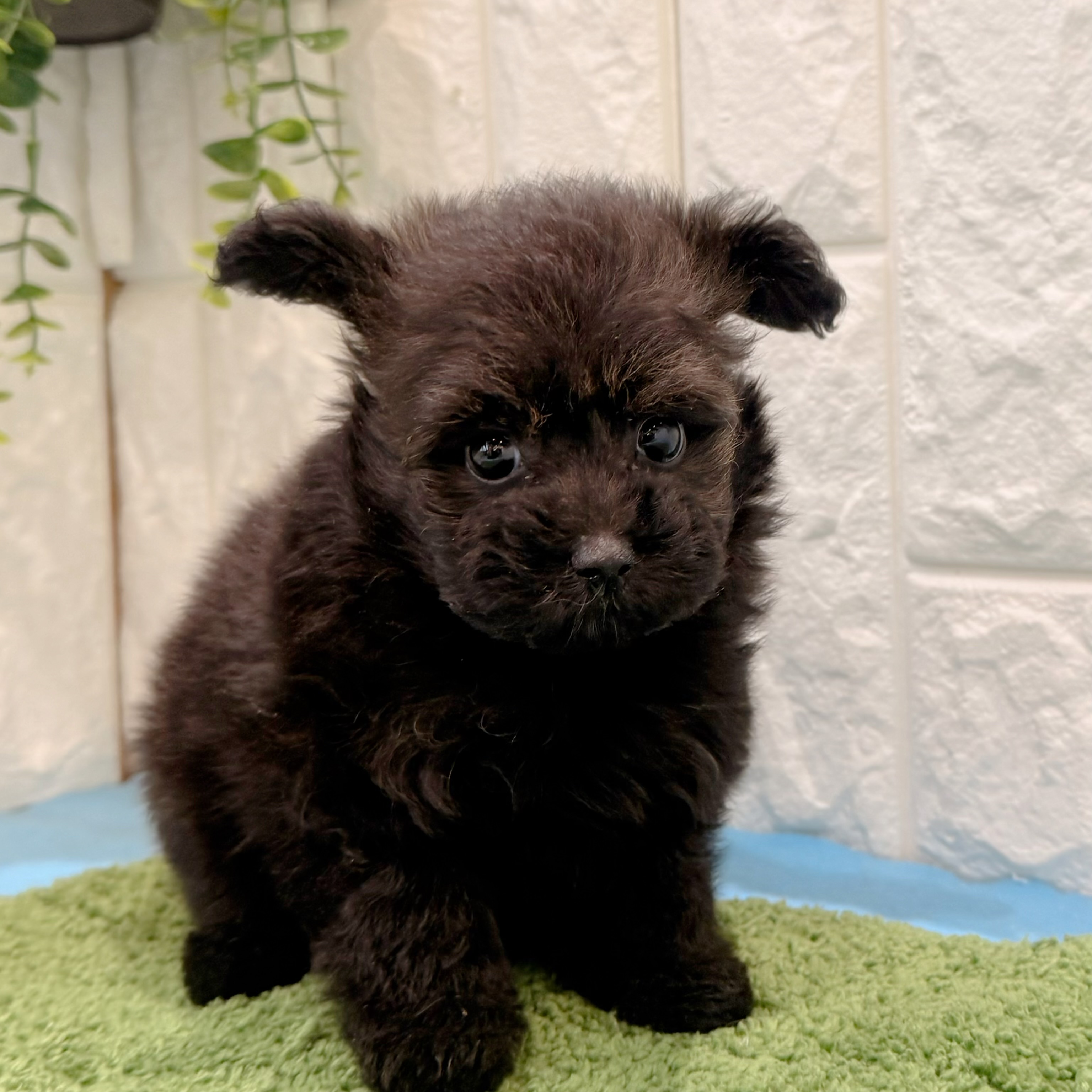 岡山県のポメプー(ポメラニアン×プードル) (犬の家＆猫の里倉敷店/2026年5月2日生まれ/女の子/ブラック)の子犬の1枚目の画像