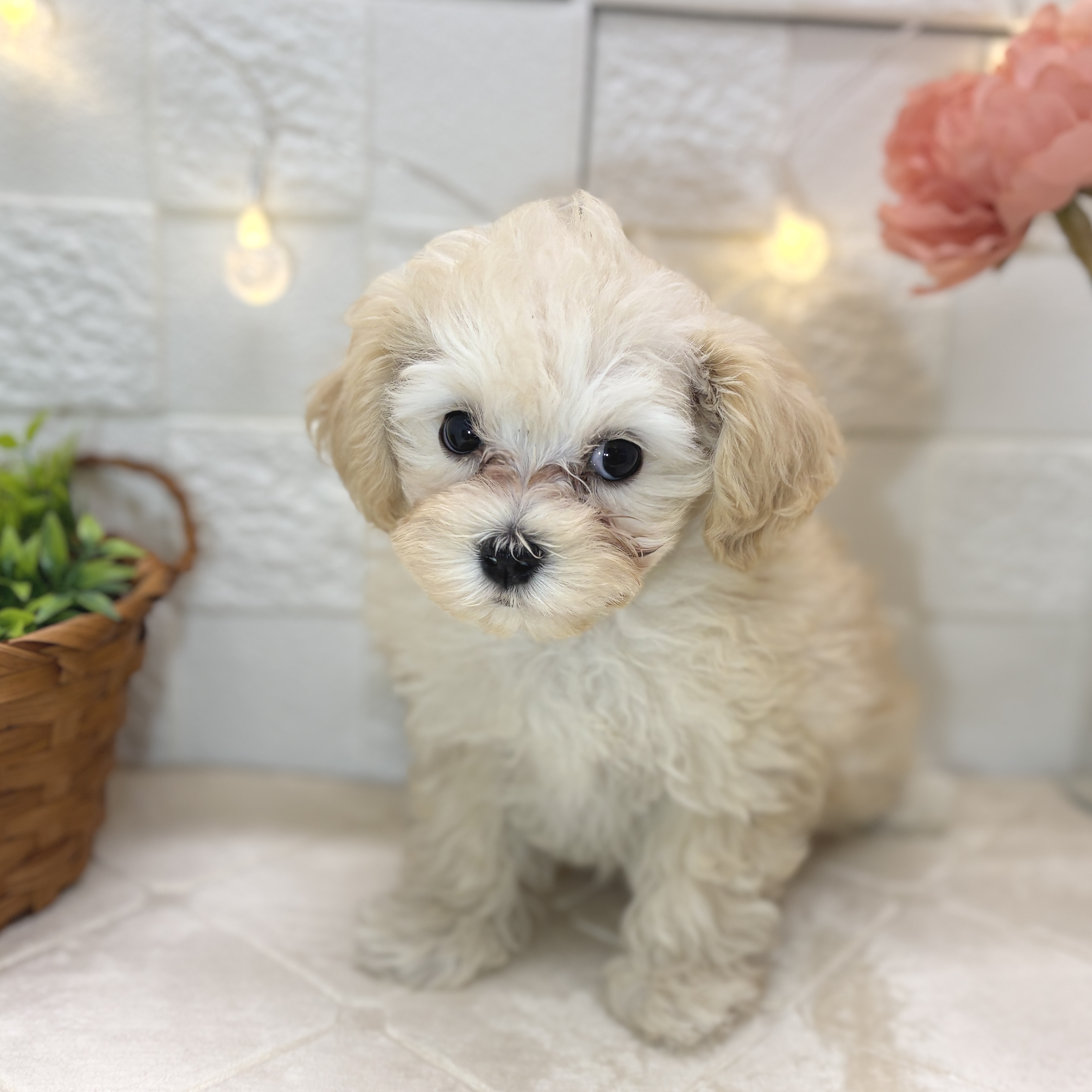 東京都のマルプー(マルチーズ×プードル) (犬の家＆猫の里ペットフォレスト小平店/2025年12月24日生まれ/女の子/クリーム)の子犬の2枚目の画像