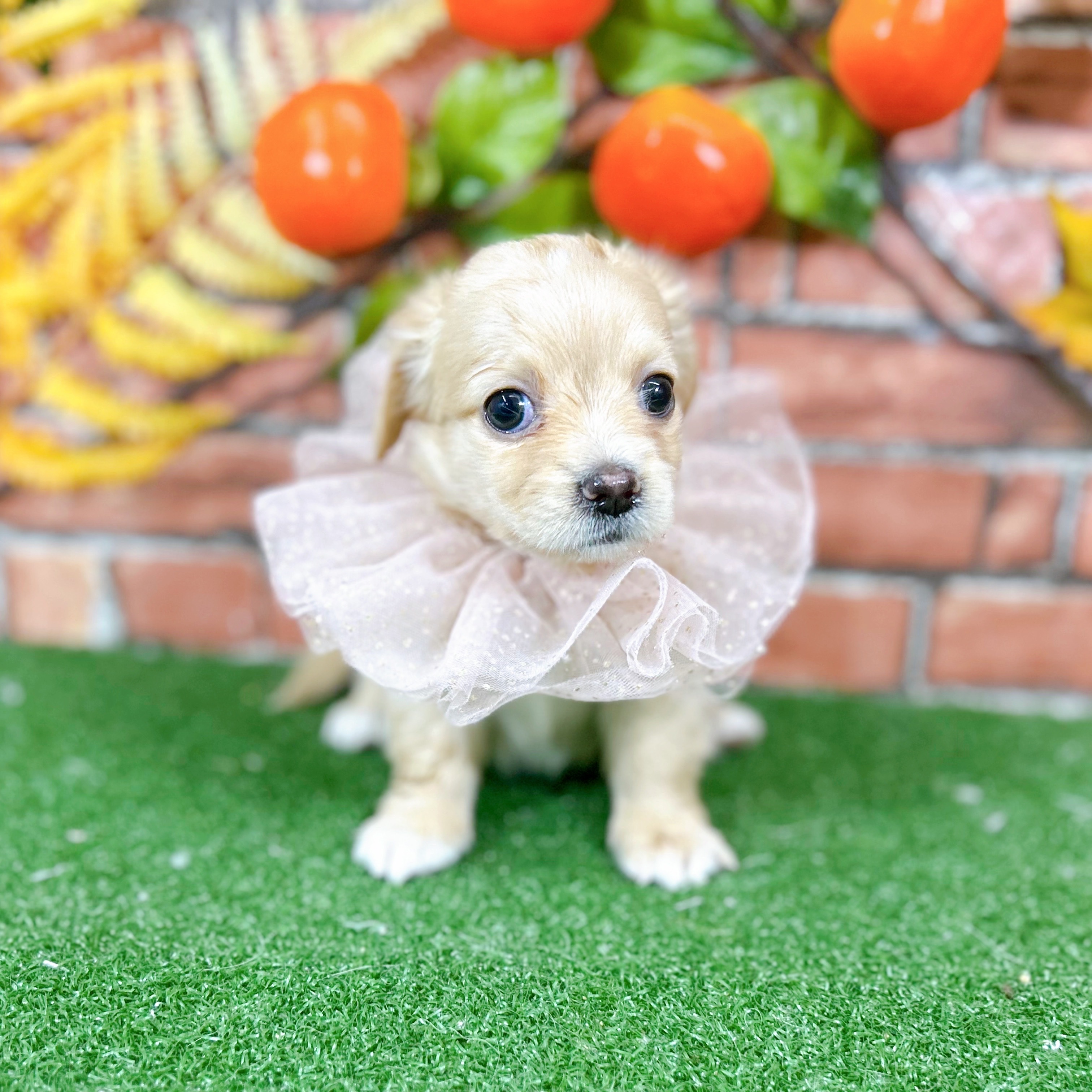 神奈川県のチワックス(チワワ×ダックス) (犬の家＆猫の里小田原店/2025年9月30日生まれ/女の子/イエロー)の子犬の1枚目の画像